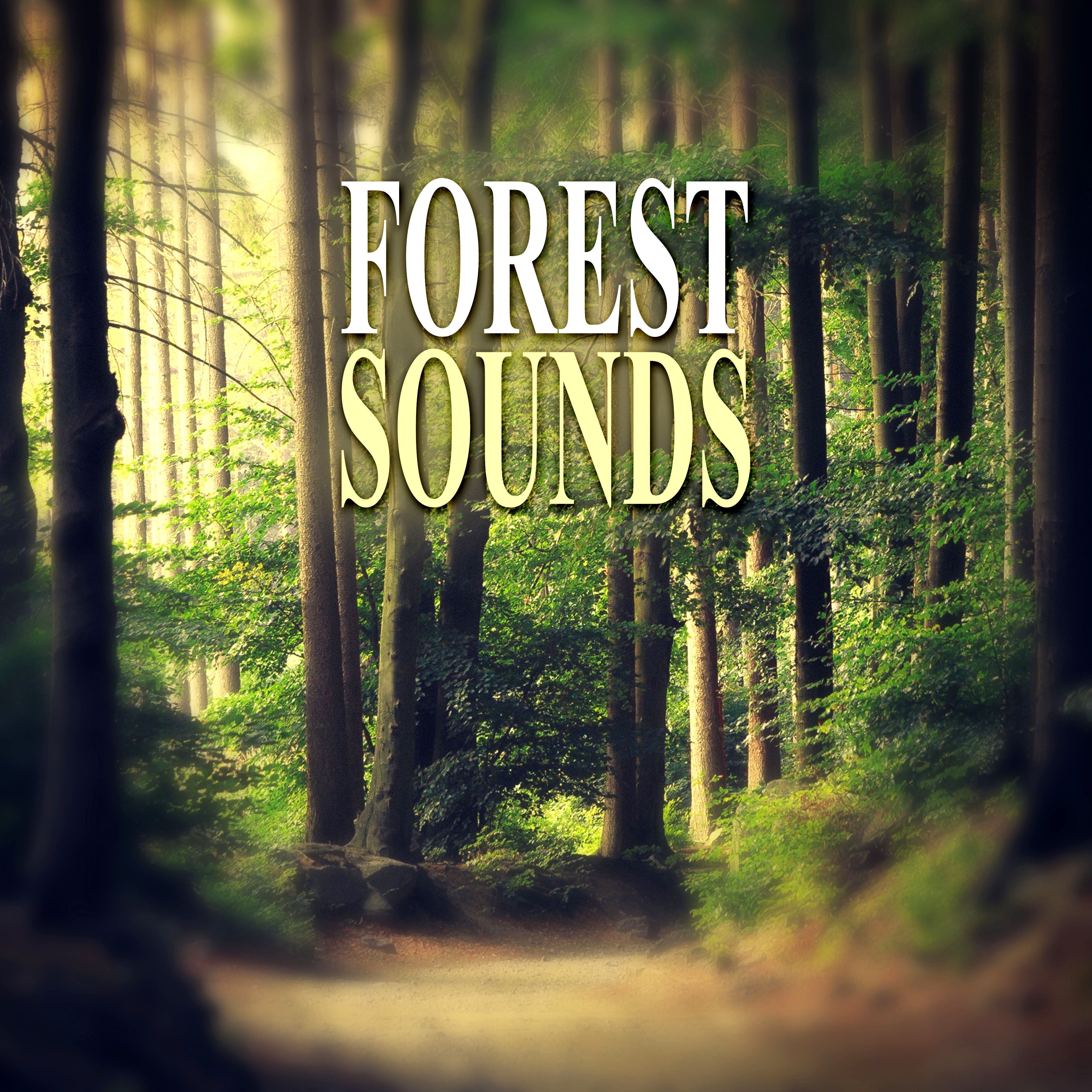 Forest Sounds  Calming Nature Sounds, Pacific Ocean Waves for Well Being and Healthy Lifestyle, Water  Rain Sounds, Massage  Spa Music