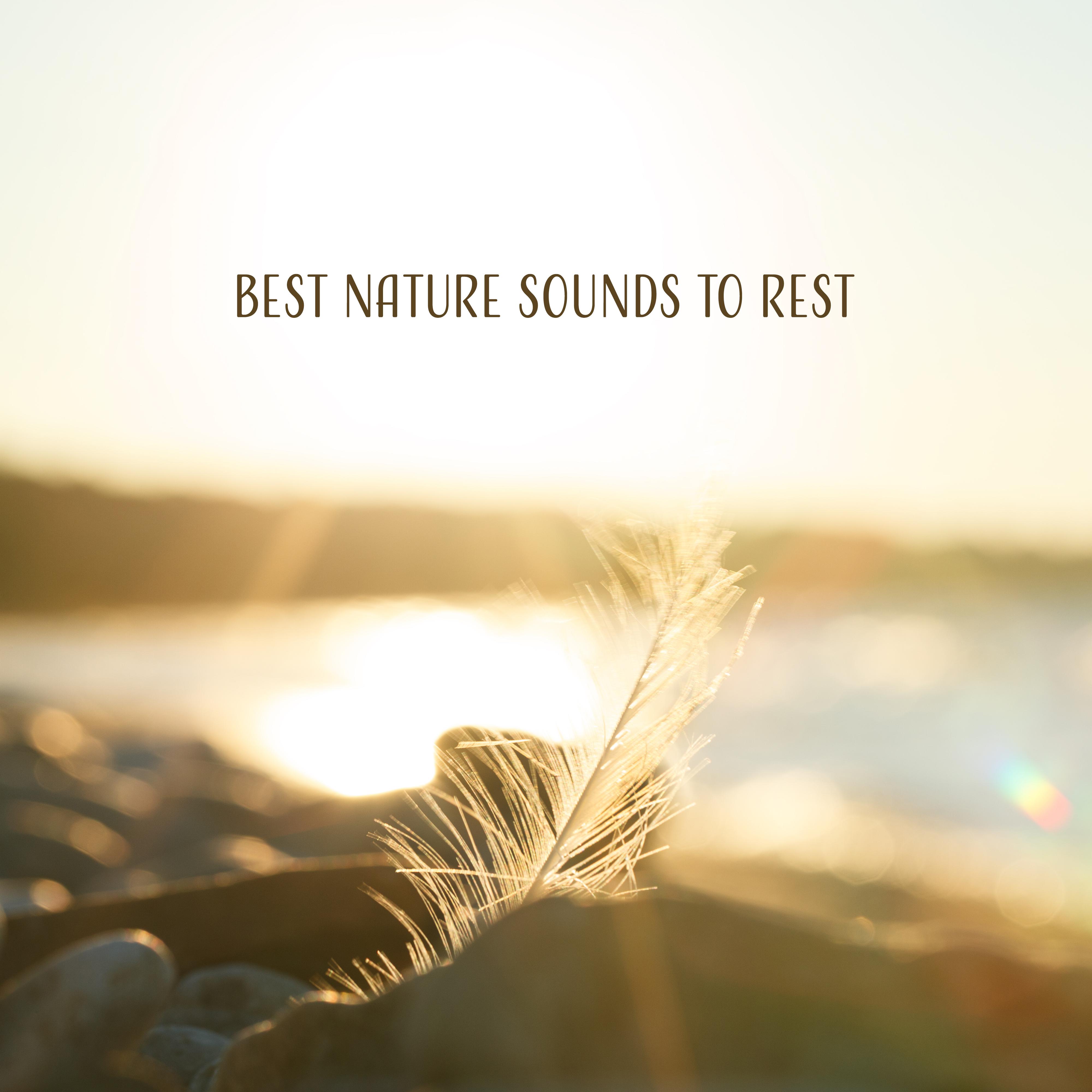 Best Nature Sounds to Rest  Pure Relaxation, Sounds of Forest, Deep Meditation, Peaceful Waves