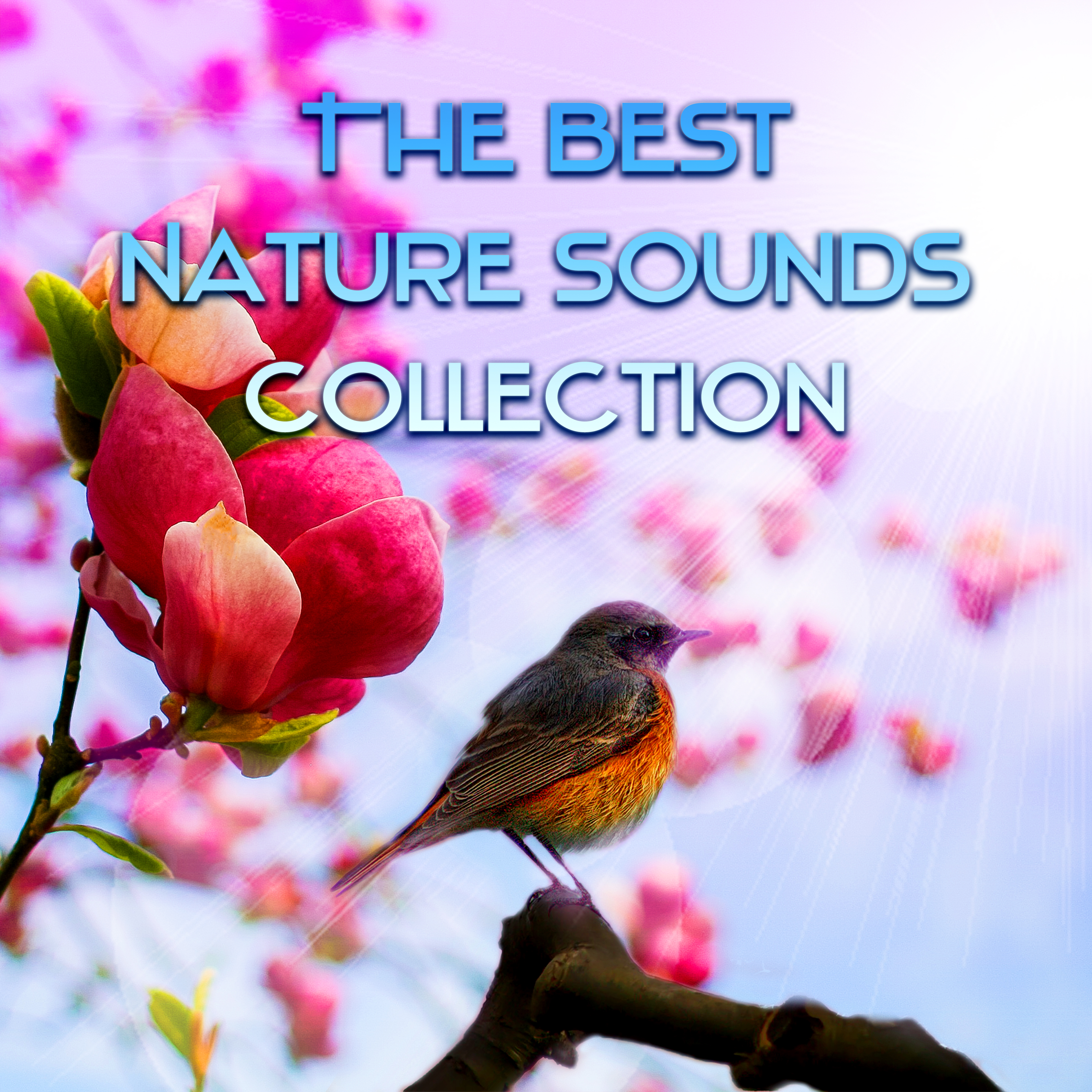 The Best Nature Sounds Collection  Ocean Sounds, Birds for Sleep and Relaxation, Sonidos de la Naturaleza, Sons de la Nature, Water Sounds, Guitar  Piano Music