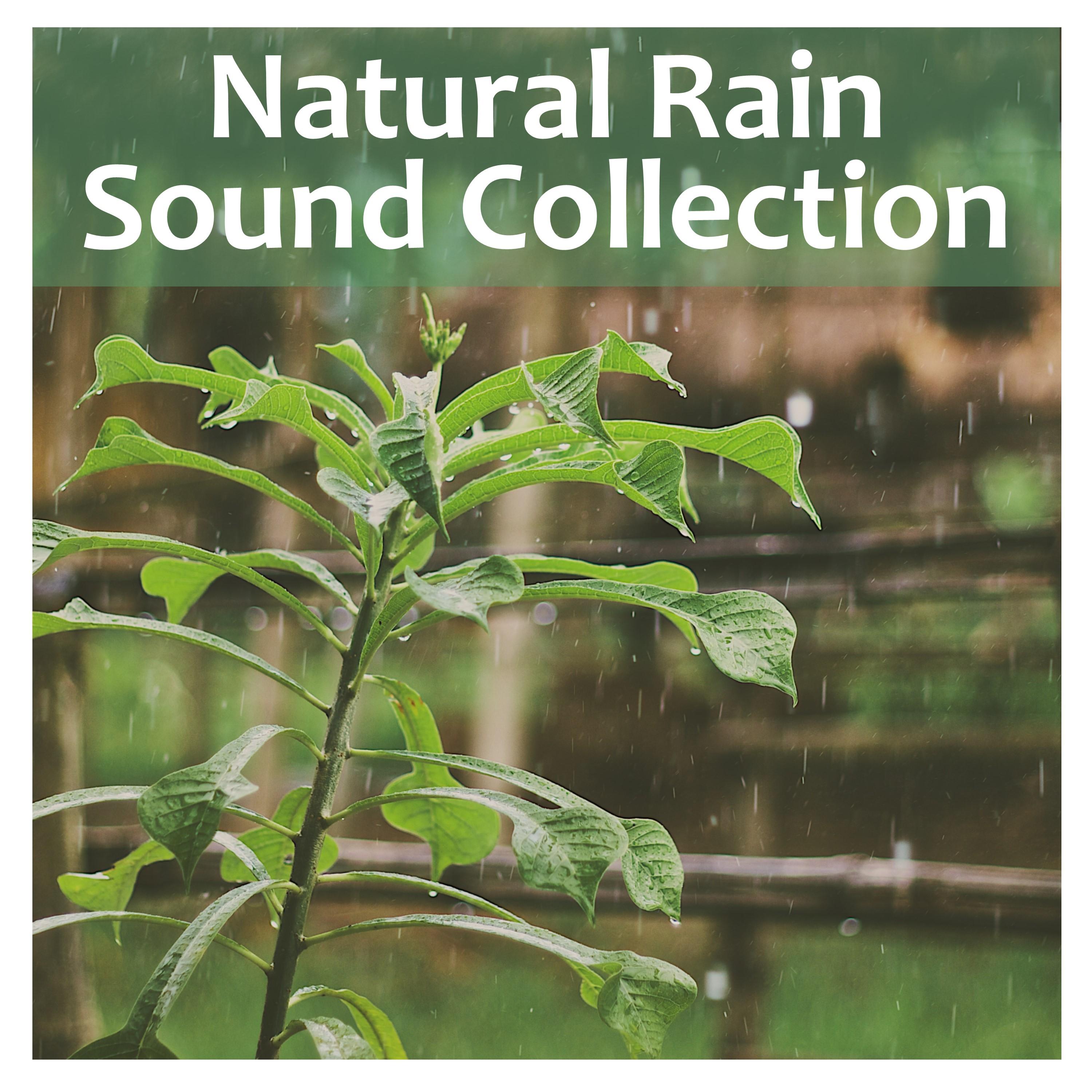 2018 Meditation Collection: Rain Sounds of Nature