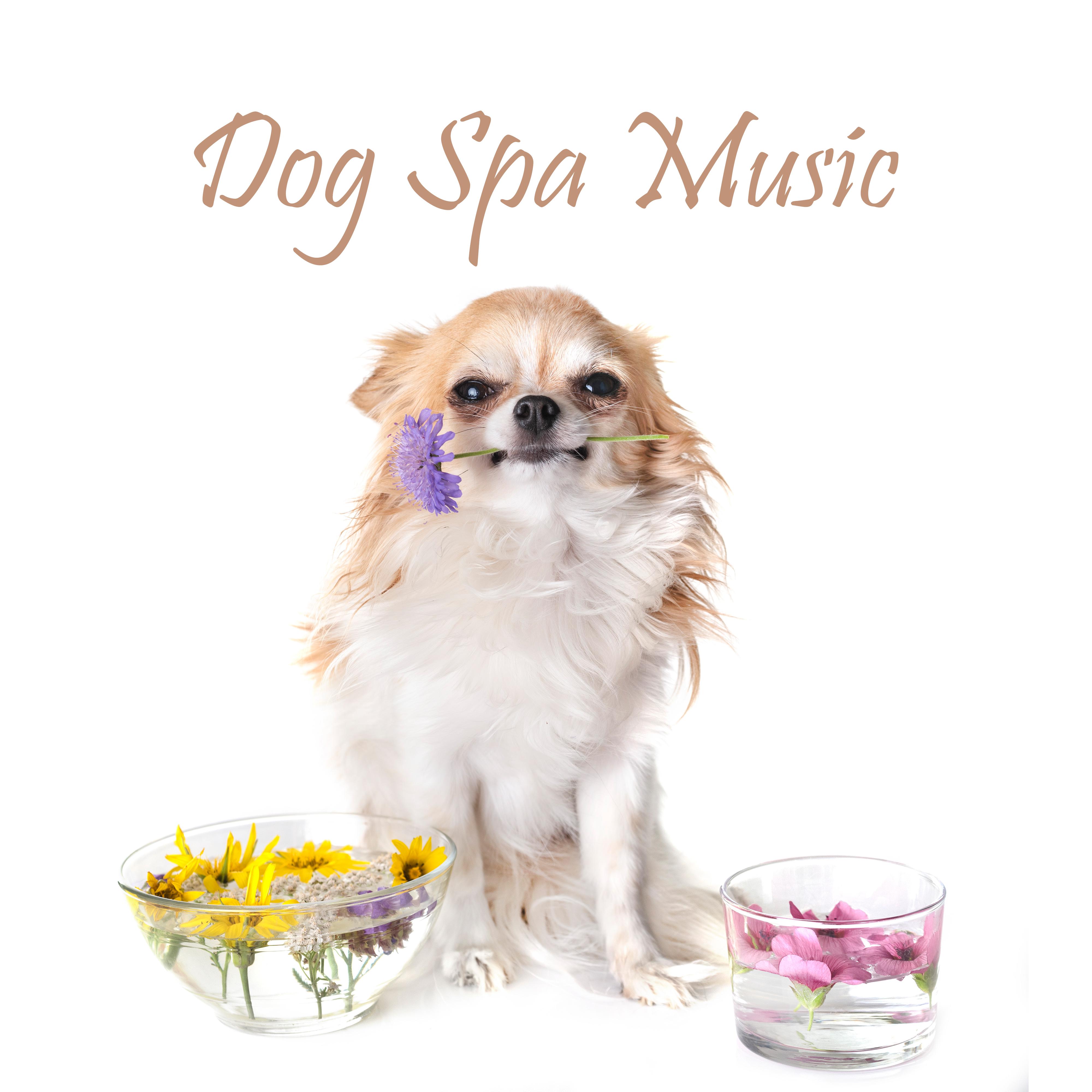 Dog Spa Music  Relaxing Music for Pet Salon