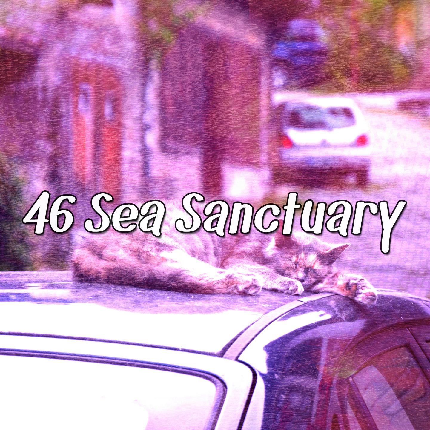 46 Sea Sanctuary