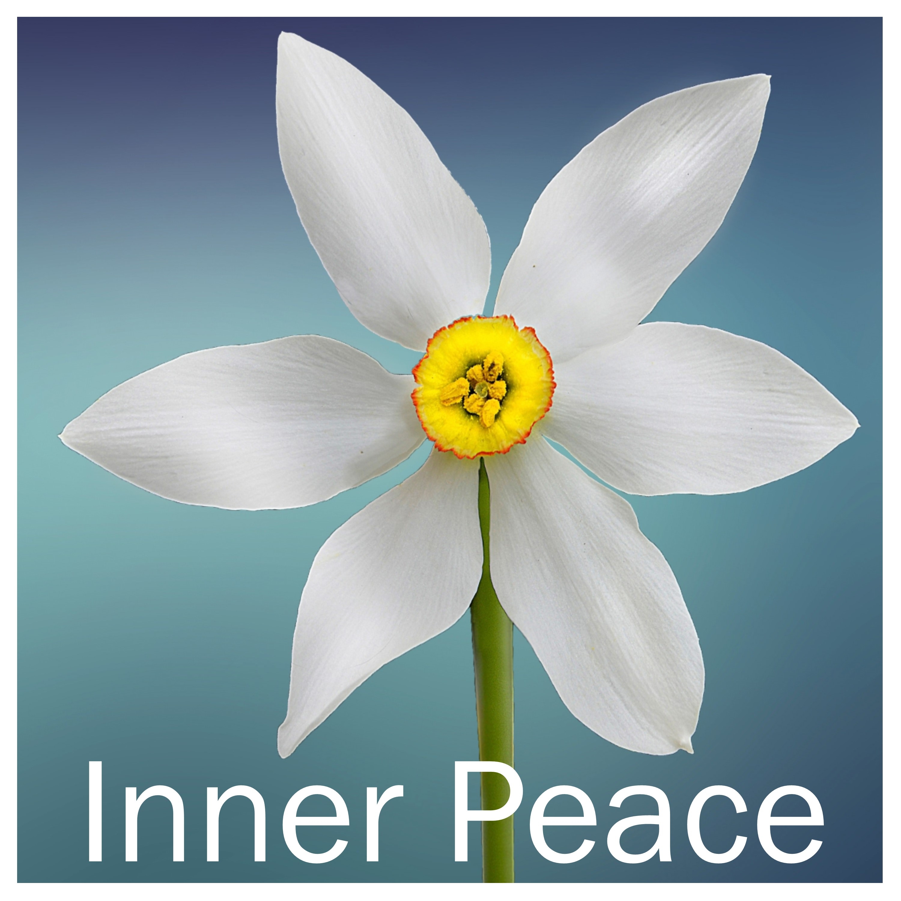 12 Zen Rain Sounds: Focus Your Mind and Achieve Inner Peace