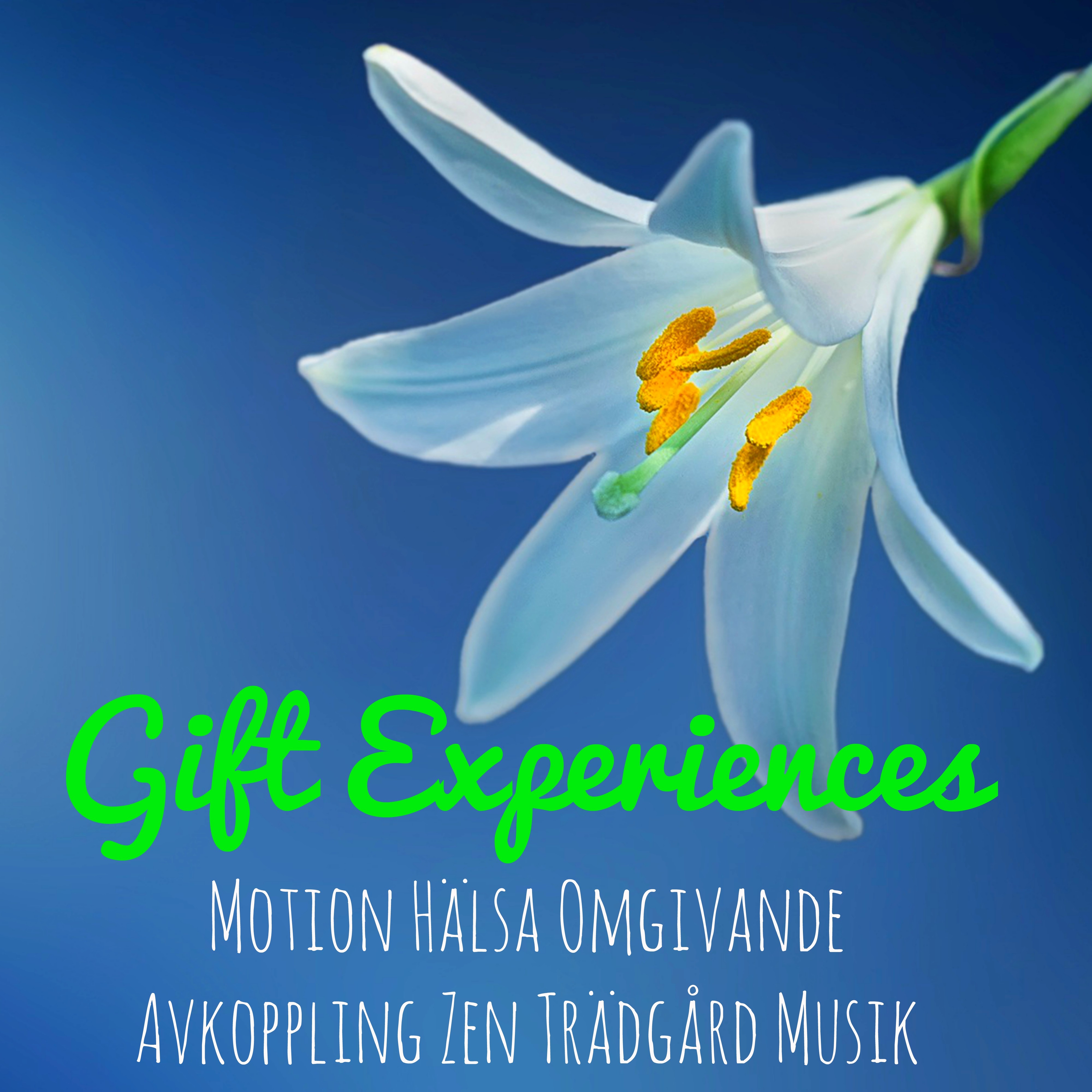Gift Experiences  Naturens Instrumental Easy Listening Avslappnande Ljud f r Motion H lsa Omgivande Avkoppling Zen Tr dg rd Musik