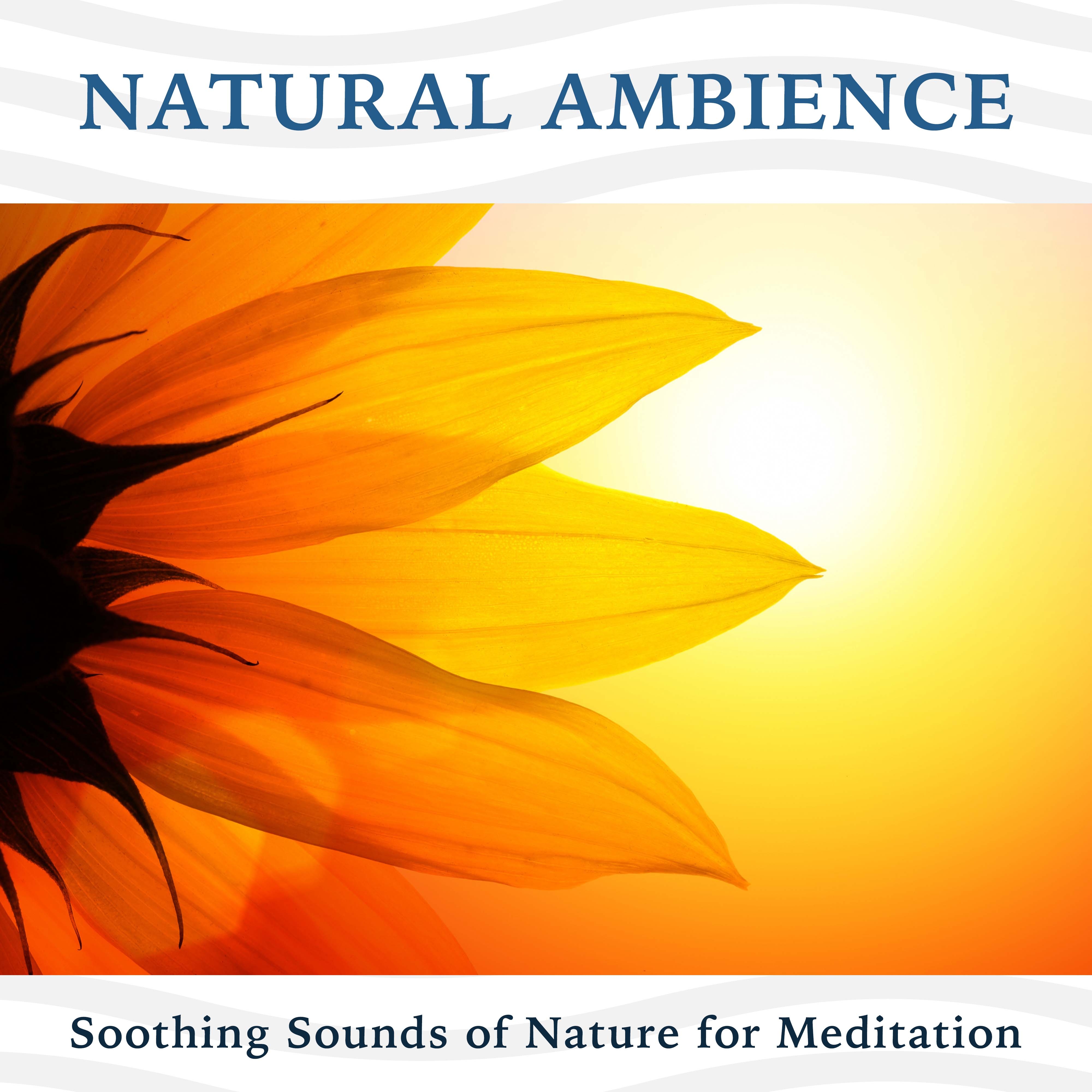 Natural Ambience: Soothing Sounds of Nature for Meditation