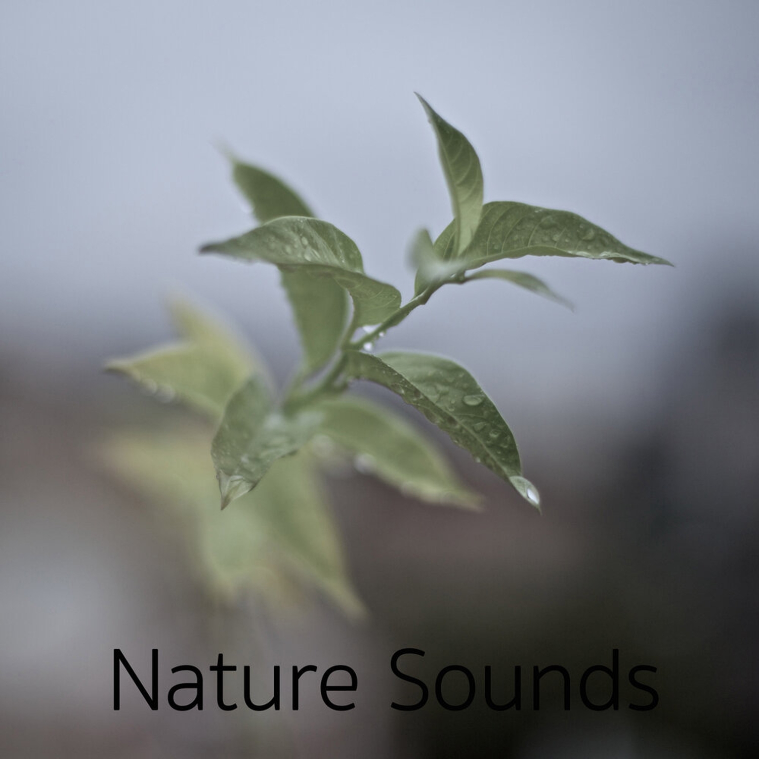 17 Nature Sounds to Loop - Rain and Water