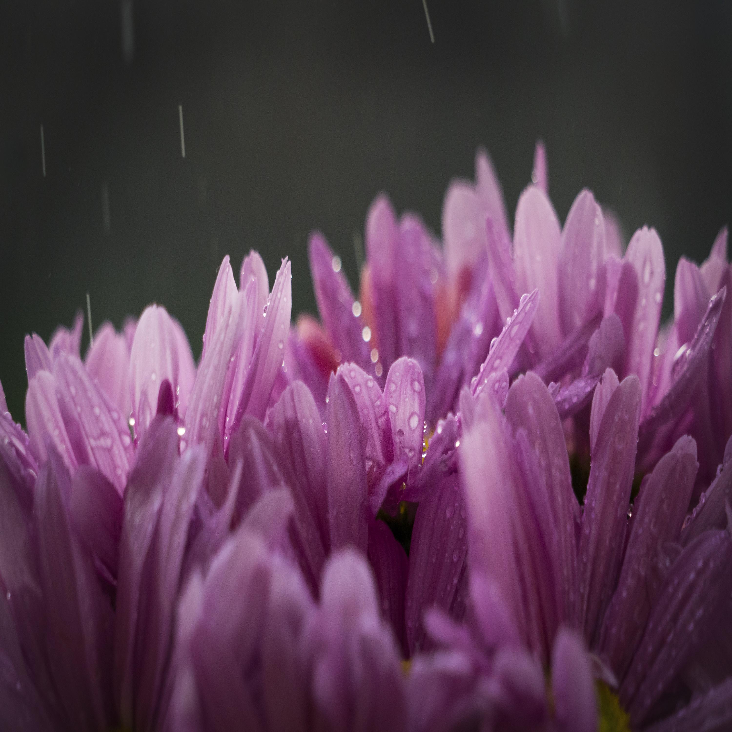 11 Natural Rain Sounds for Meditation, Relaxation, Insomnia and Sleep