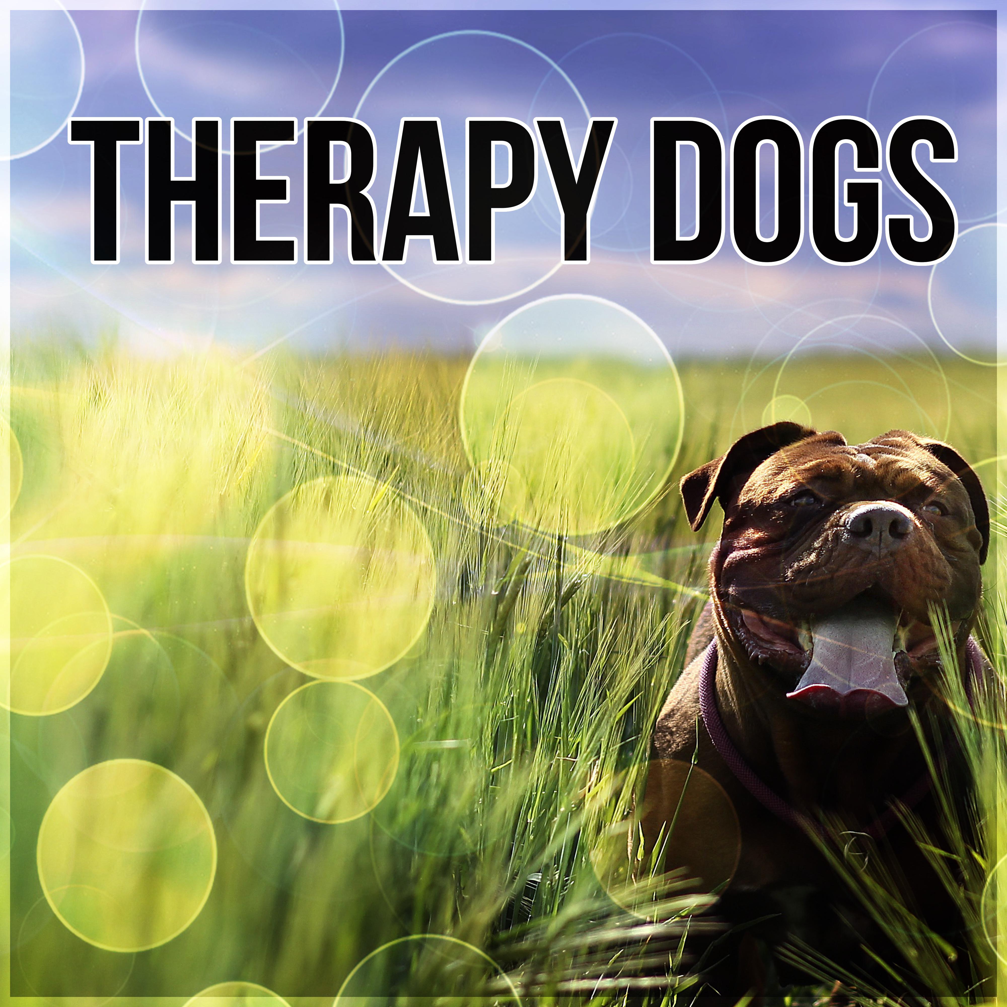 Therapy Dogs  Calm Down Your Animal Companion, Music Therapy for Dogs, Sleep Aids, Pet Relaxation, Stress Relief