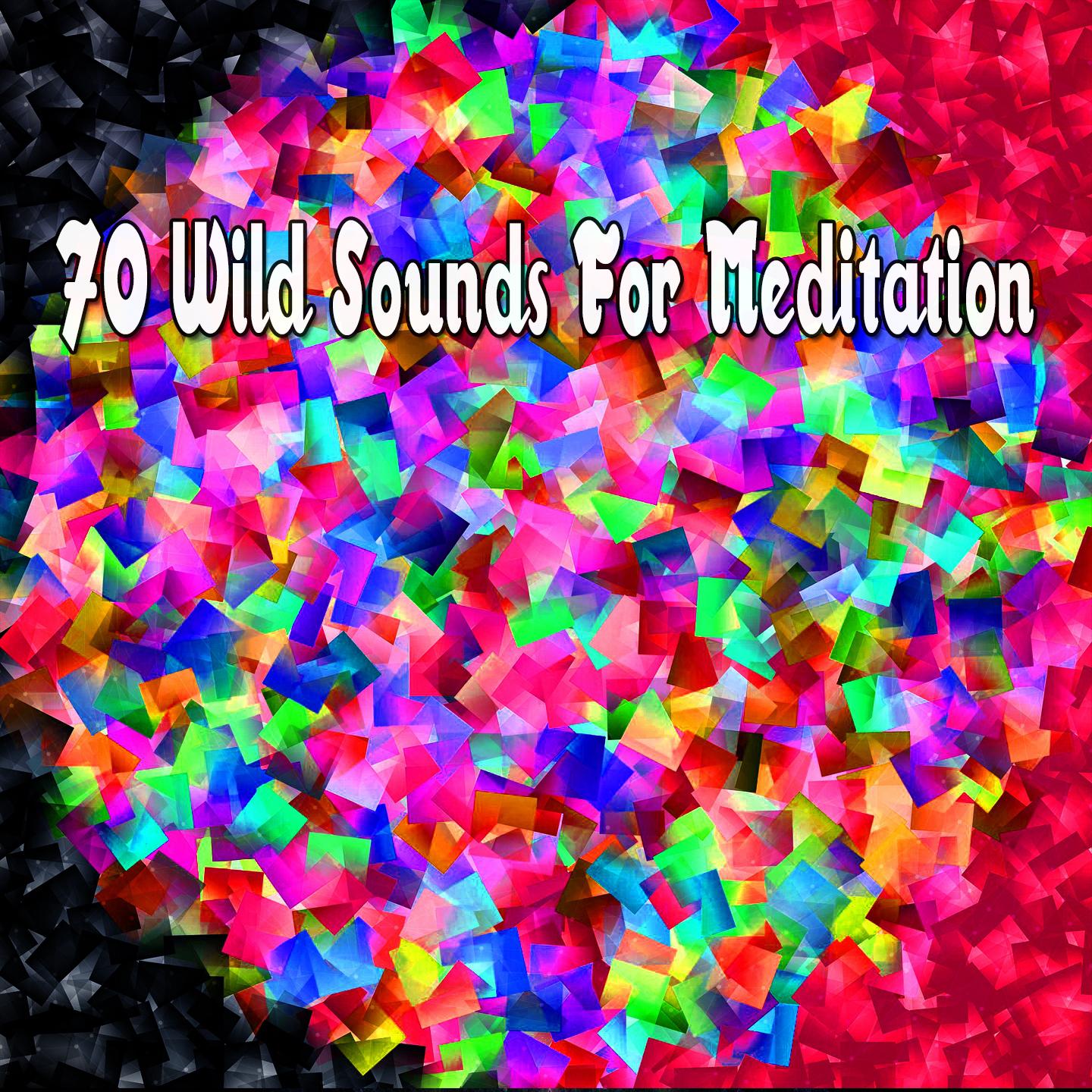 70 Wild Sounds For Meditation
