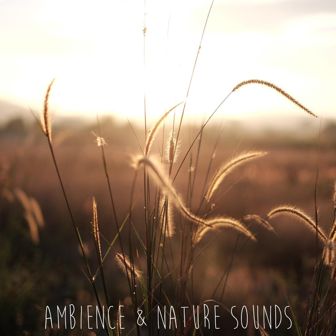 Ambience & Nature Sounds