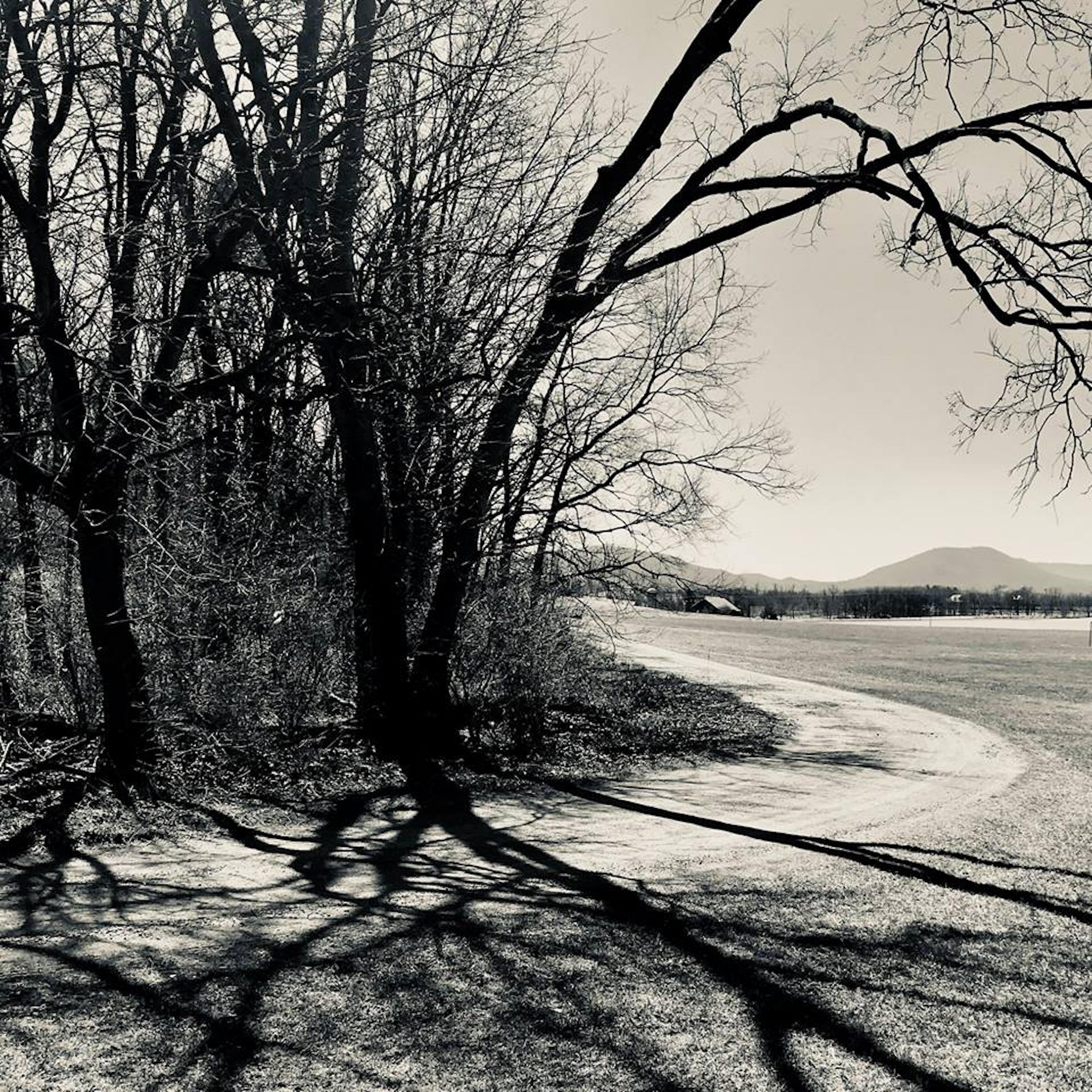 Frost in the Tree Shadows