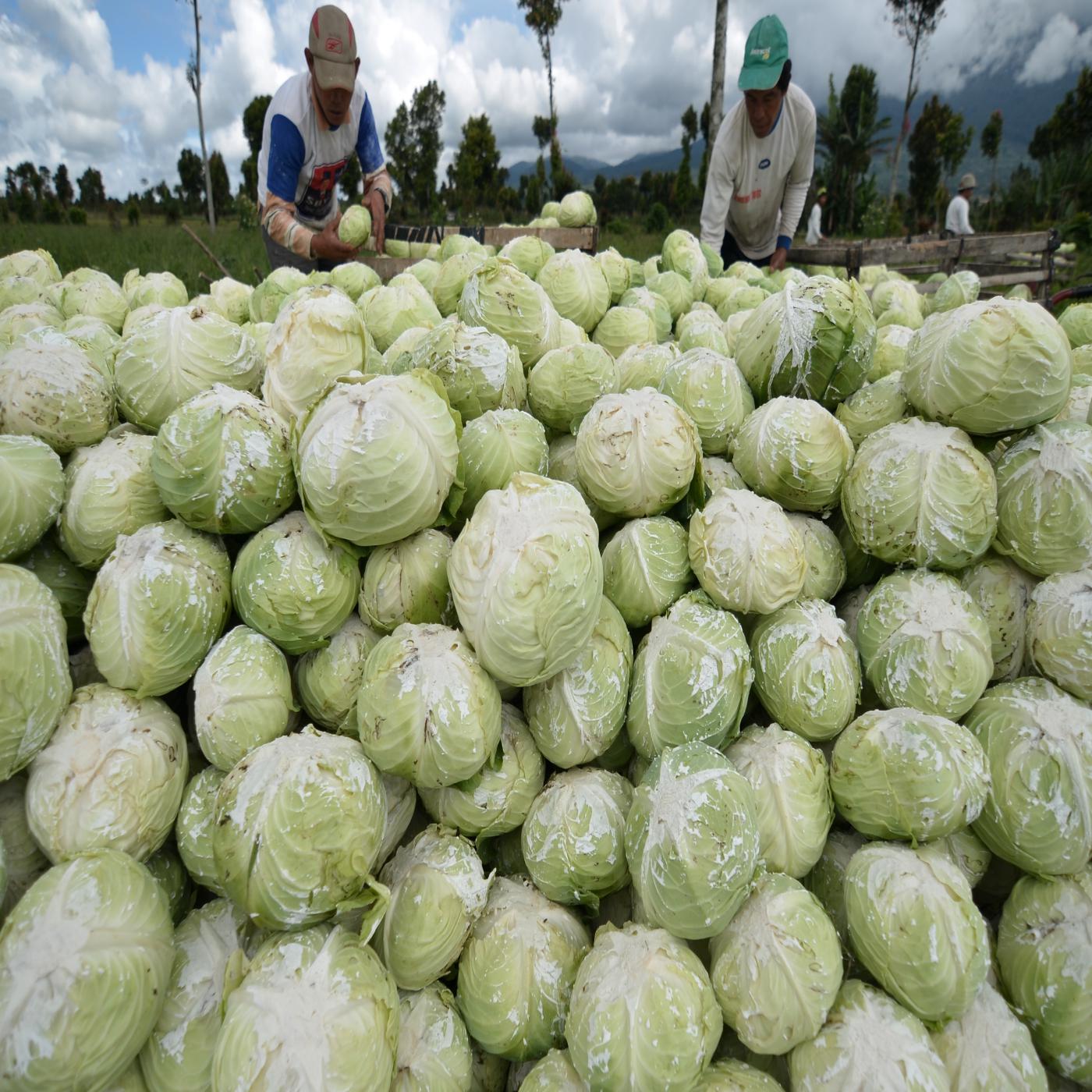 Makan Sayur Kol