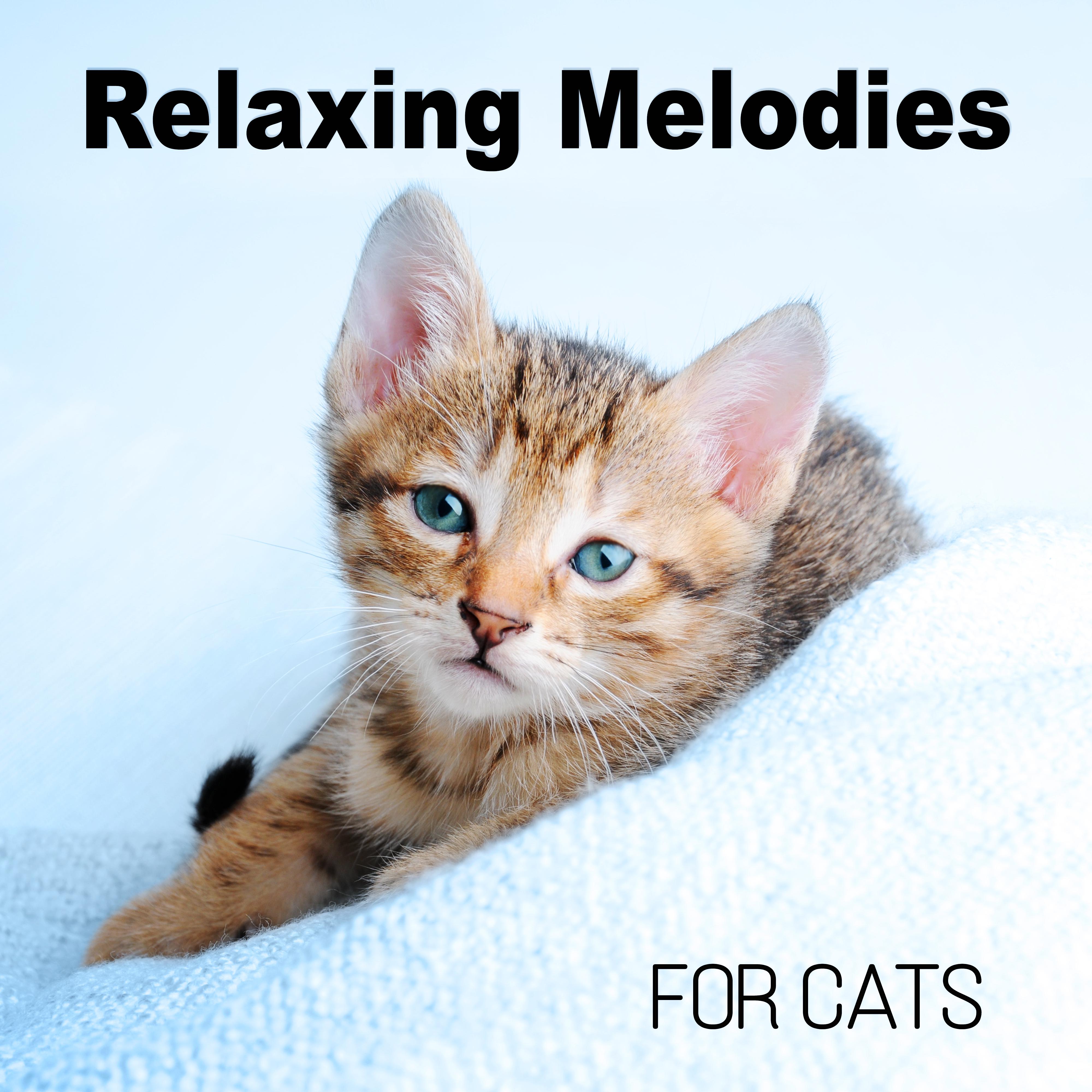 Relaxing Melodies for Cats - Relaxing Melodies to Calm Down Your Pet, Soothing Relaxation Music