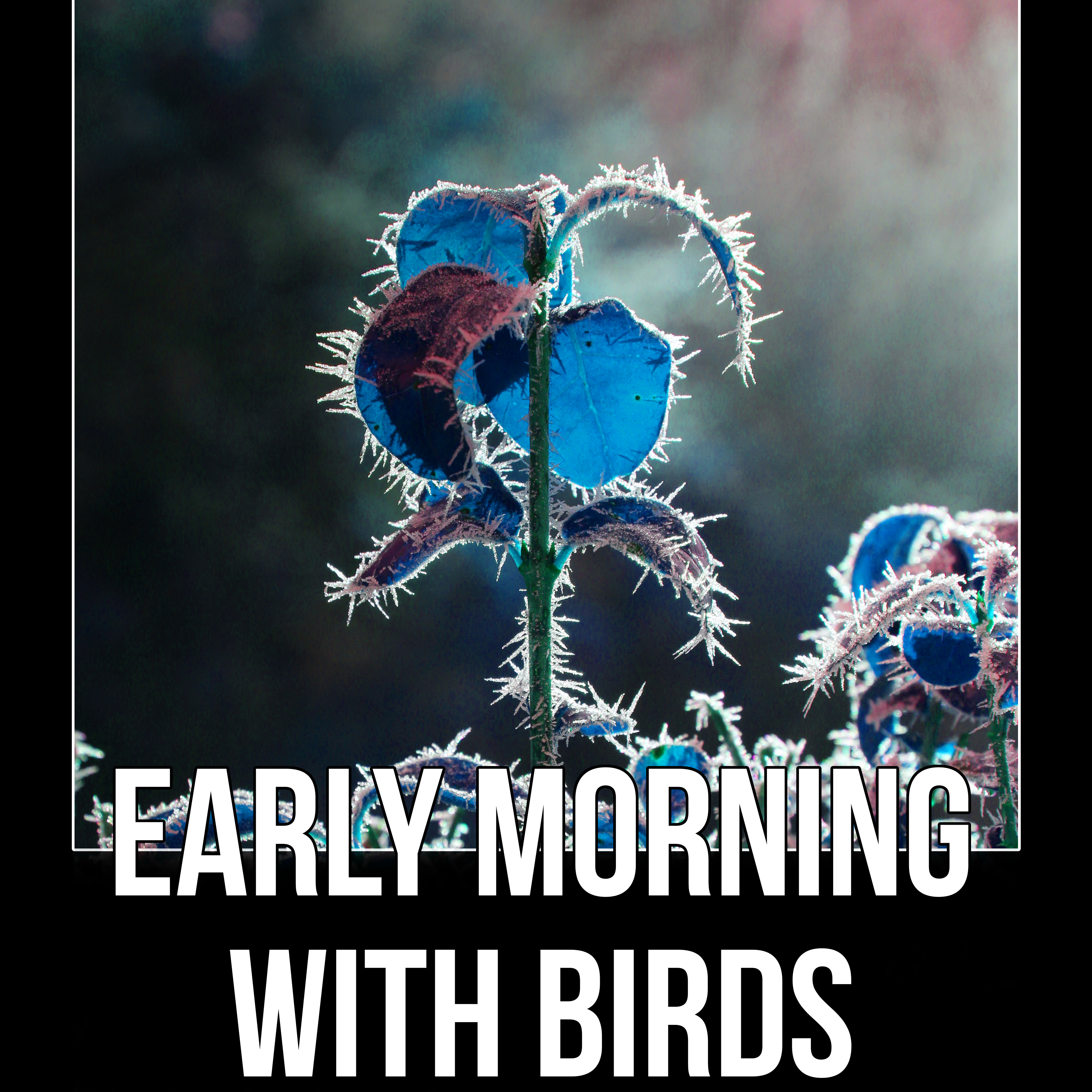 Early Morning with Birds - Morning Bird Calls for Relaxation, Sound Effects of Birds, Forest Ambience