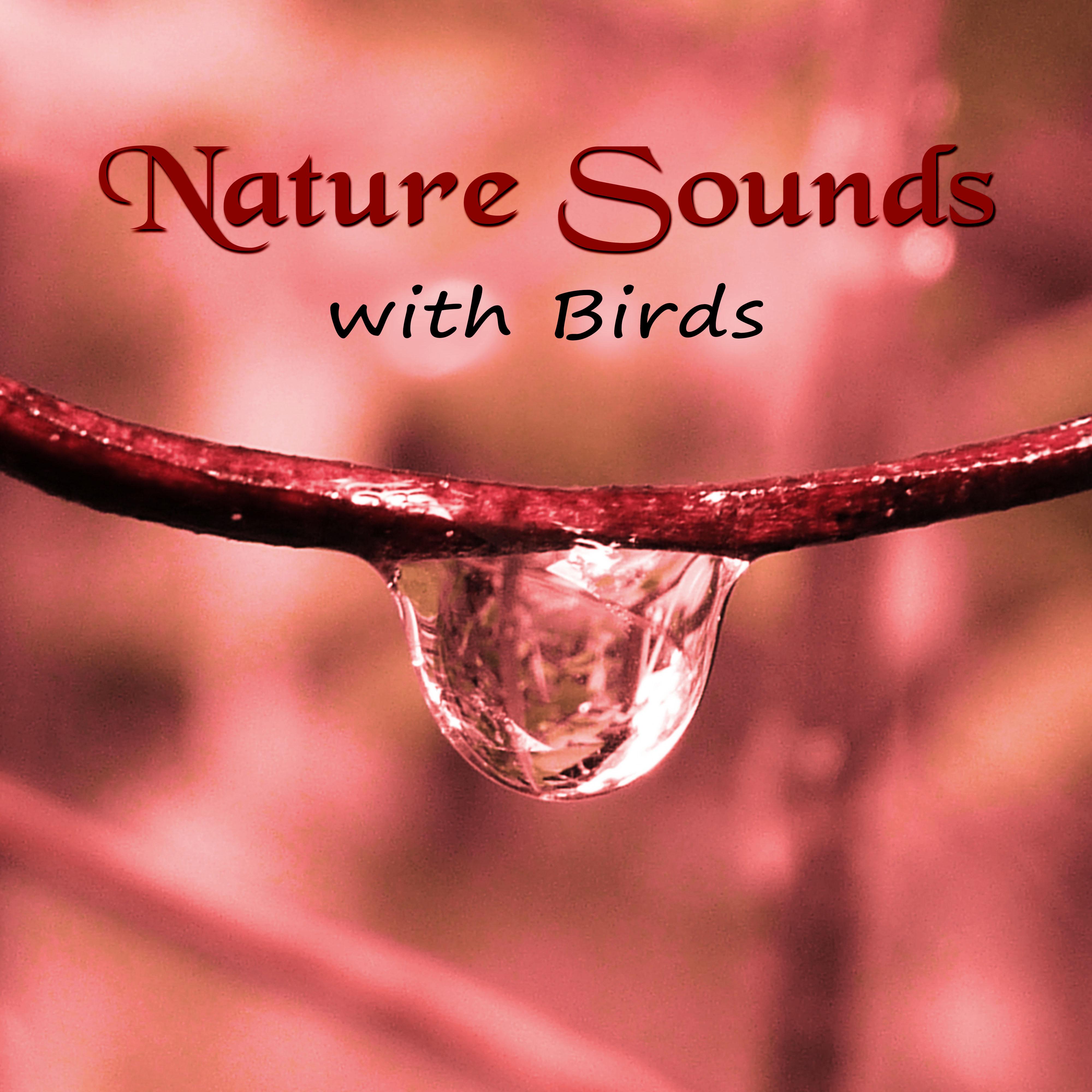 Nature Sounds with Birds  Calming Nature Music for Relax, Sound Effects of Birds, Forest Ambience, Morning Bird Calls for Relaxation