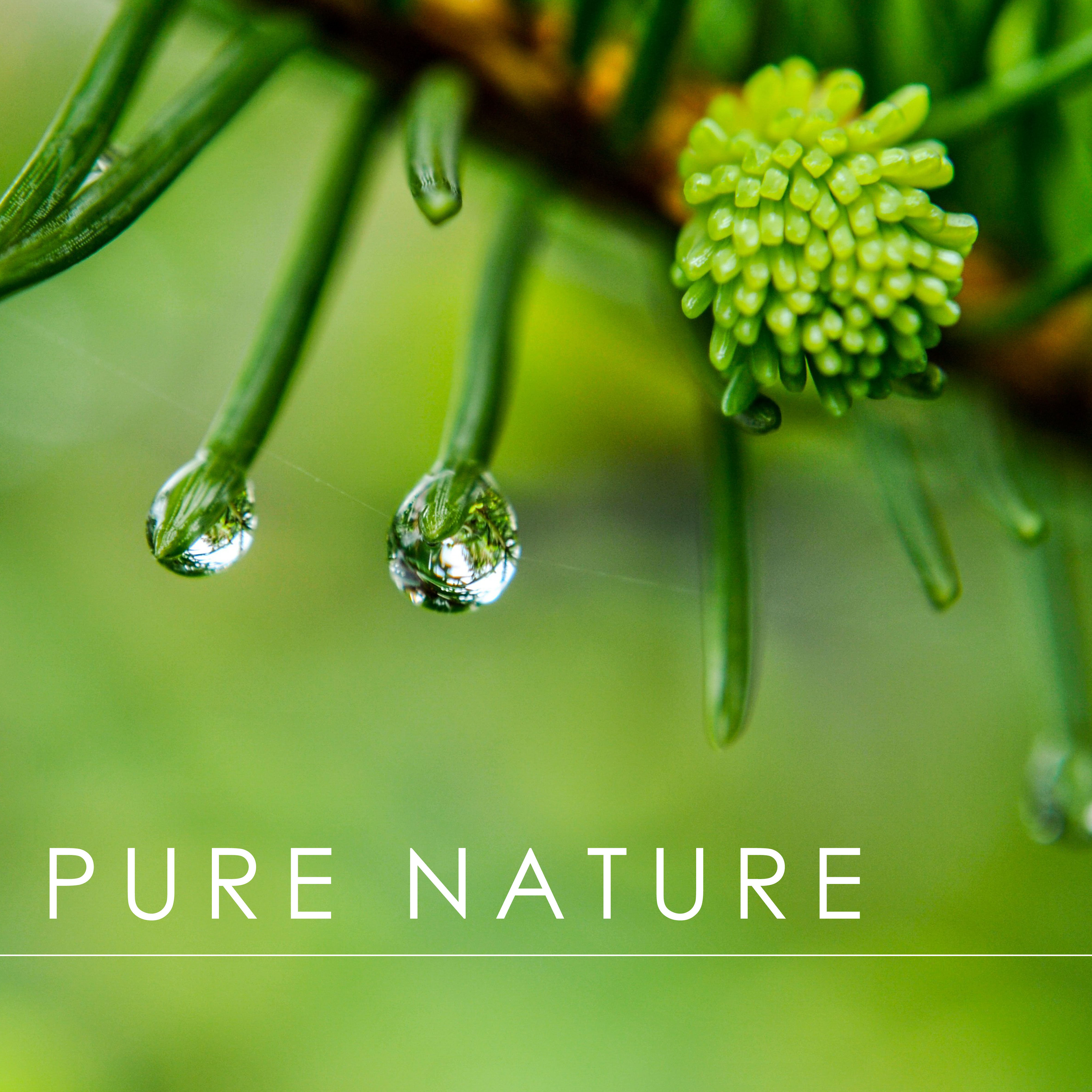 Pure Nature - Healing Water and Natural Sounds
