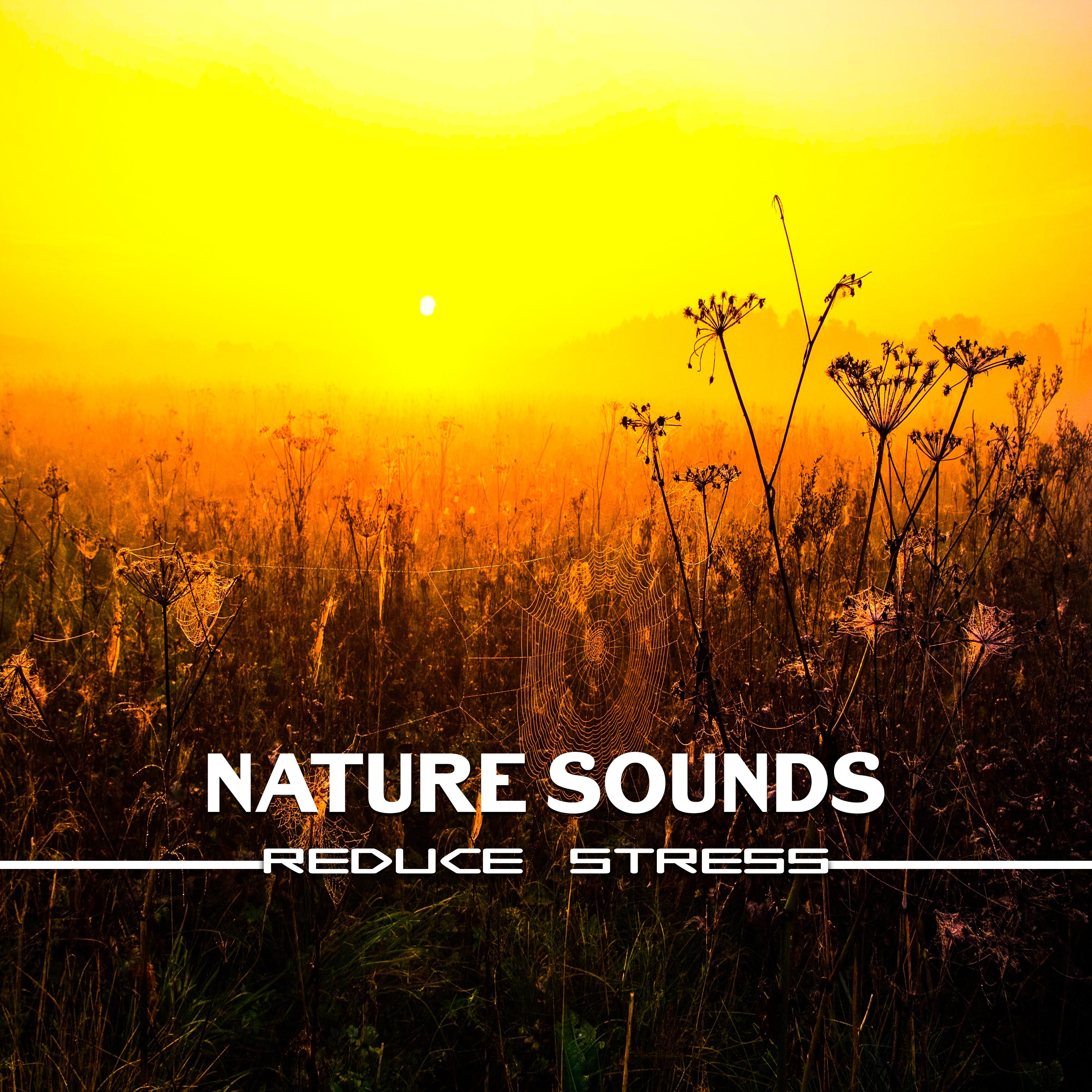 Nature Sounds Reduce Stress  Inner Healing, Tranquility, Soft Music to Calm Down, Relaxation, Stress Relief, Peaceful Mind