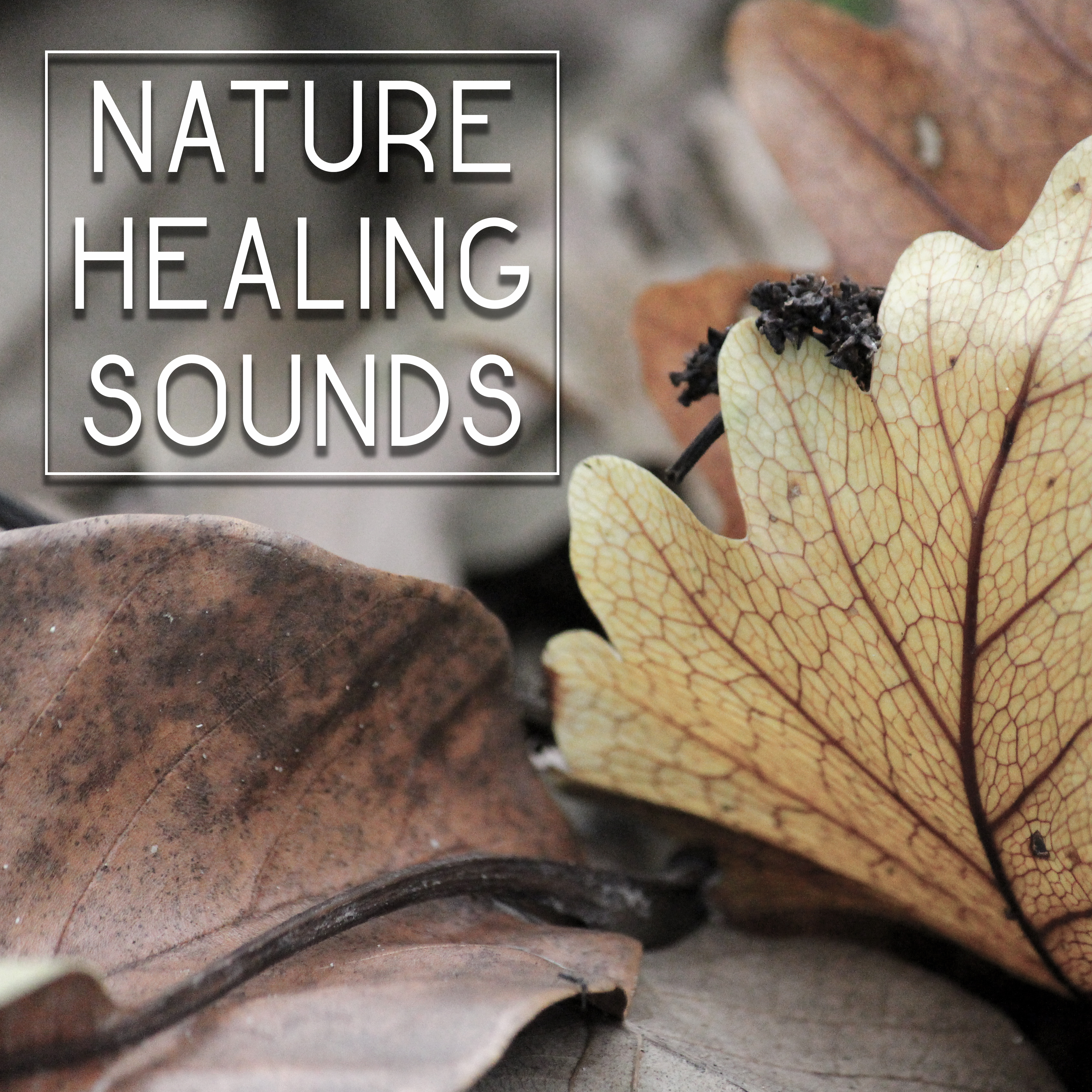 Nature Healing Sounds  Soft Music to Calm Down, Waves of Calmness, Peaceful Sounds, Mind Control