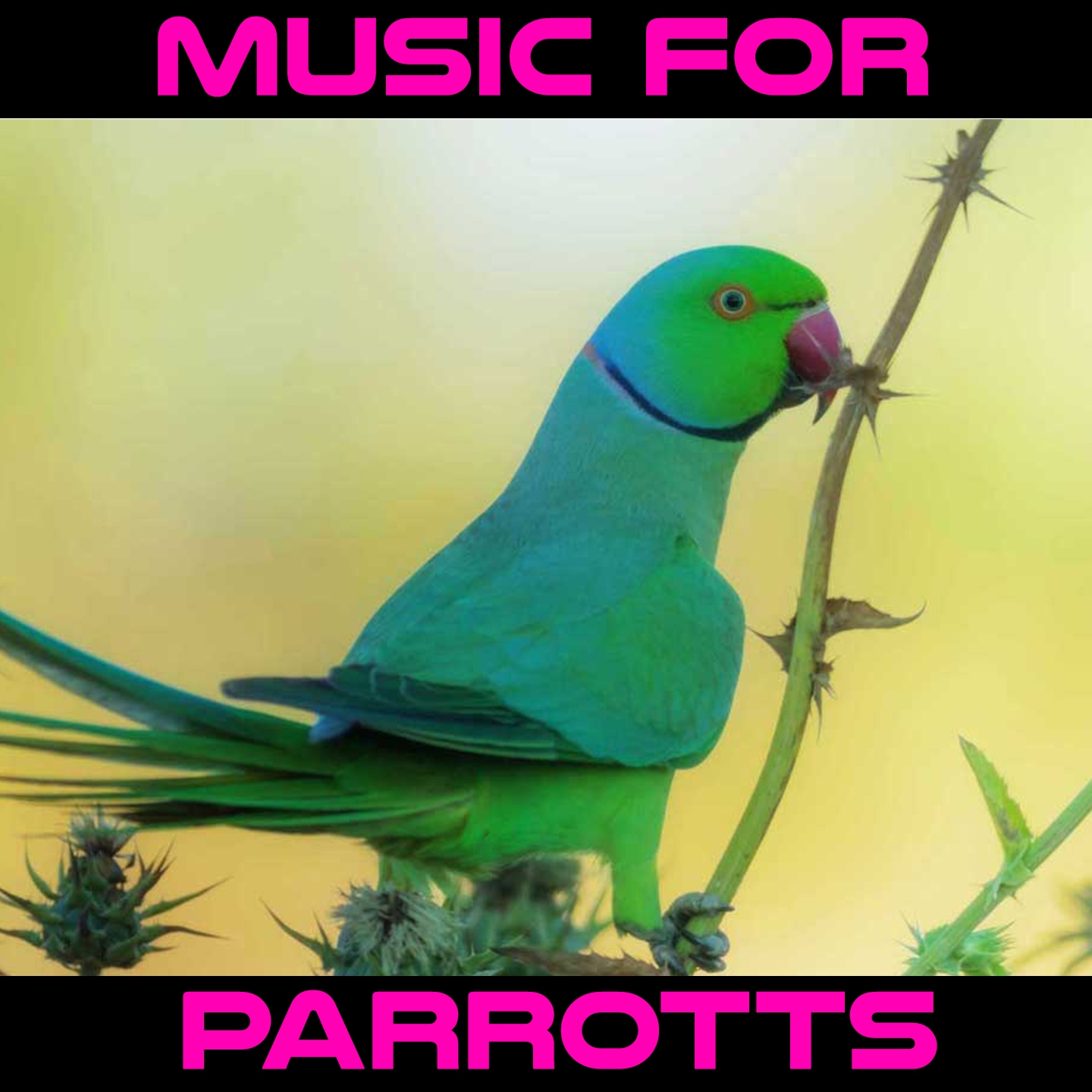 Music For Parrotts