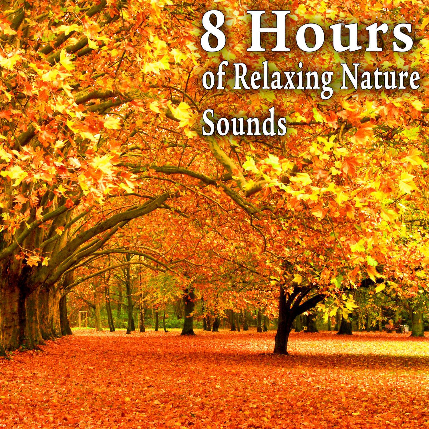 8 Hours of Relaxing Nature Sounds