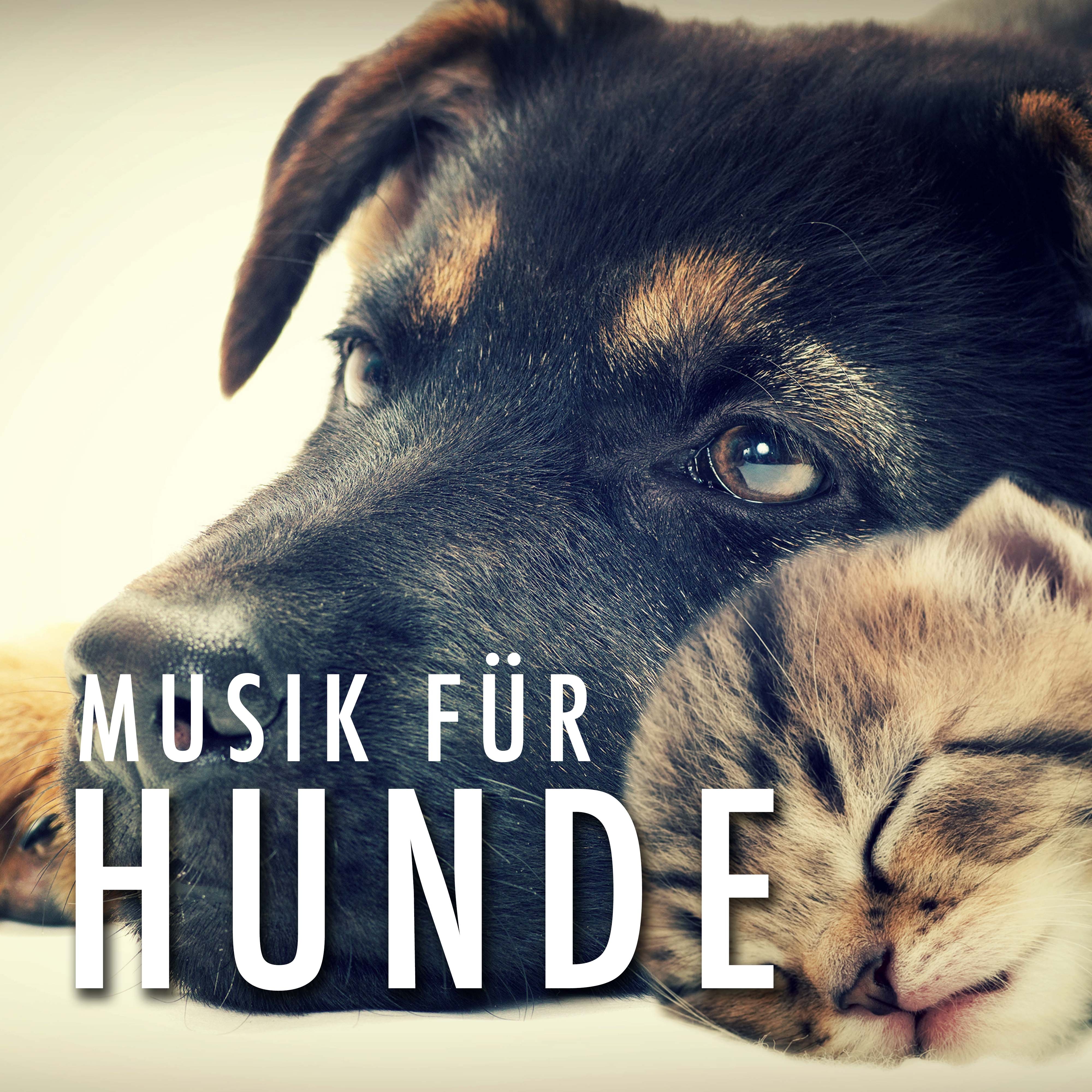 Musik fü r Hunde zum Einschlafen