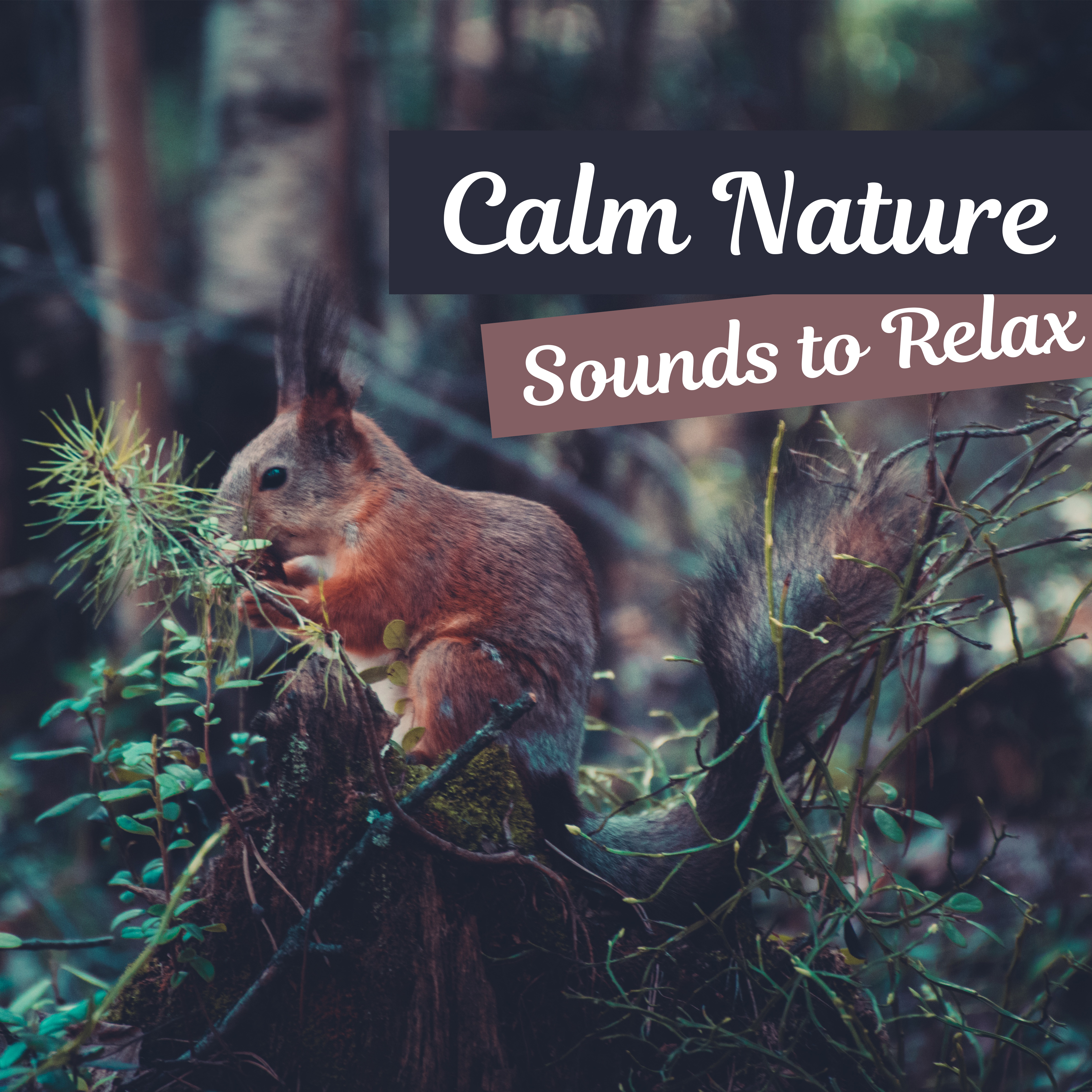 Calm Nature Sounds to Relax  Nature Music, Forest Birds, Soothing Waves, Calming Music, New Age