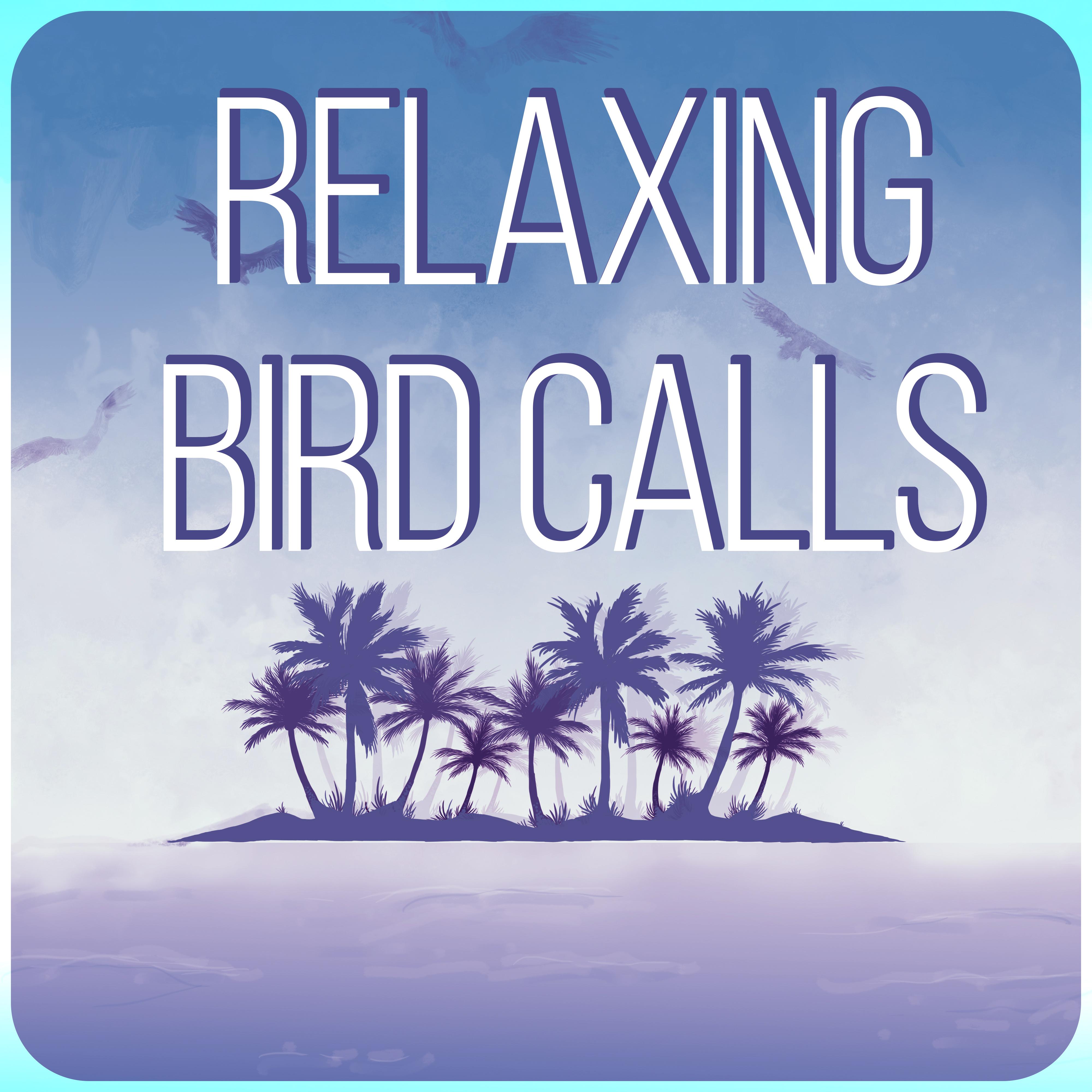 Relaxing Bird Calls - Amazing Sound Effects of Birds, Forest Ambience, Morning Bird Calls for Relaxation