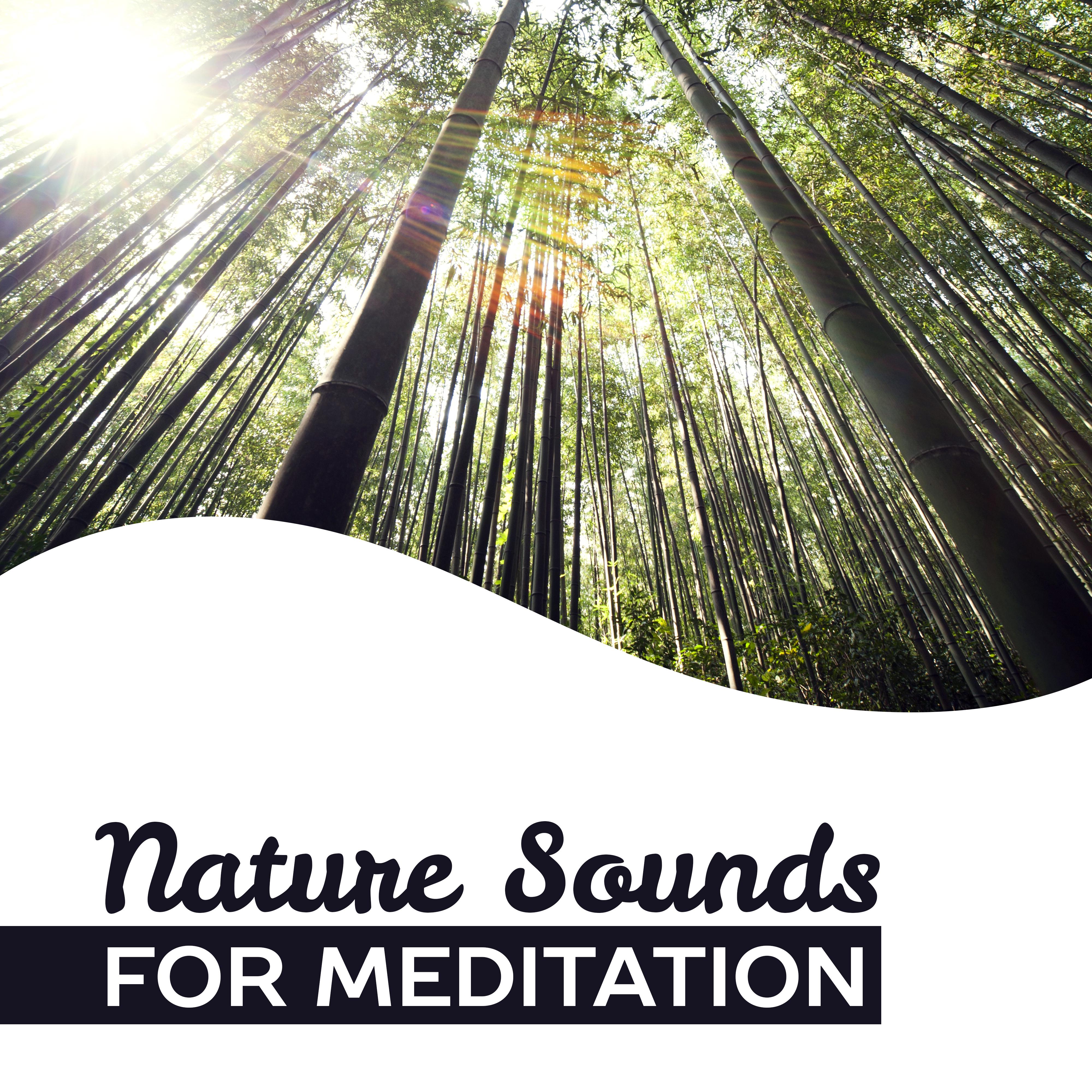 Nature Sounds for Meditation  Training Yoga, Deep Focus, Soft Music, Contemplation
