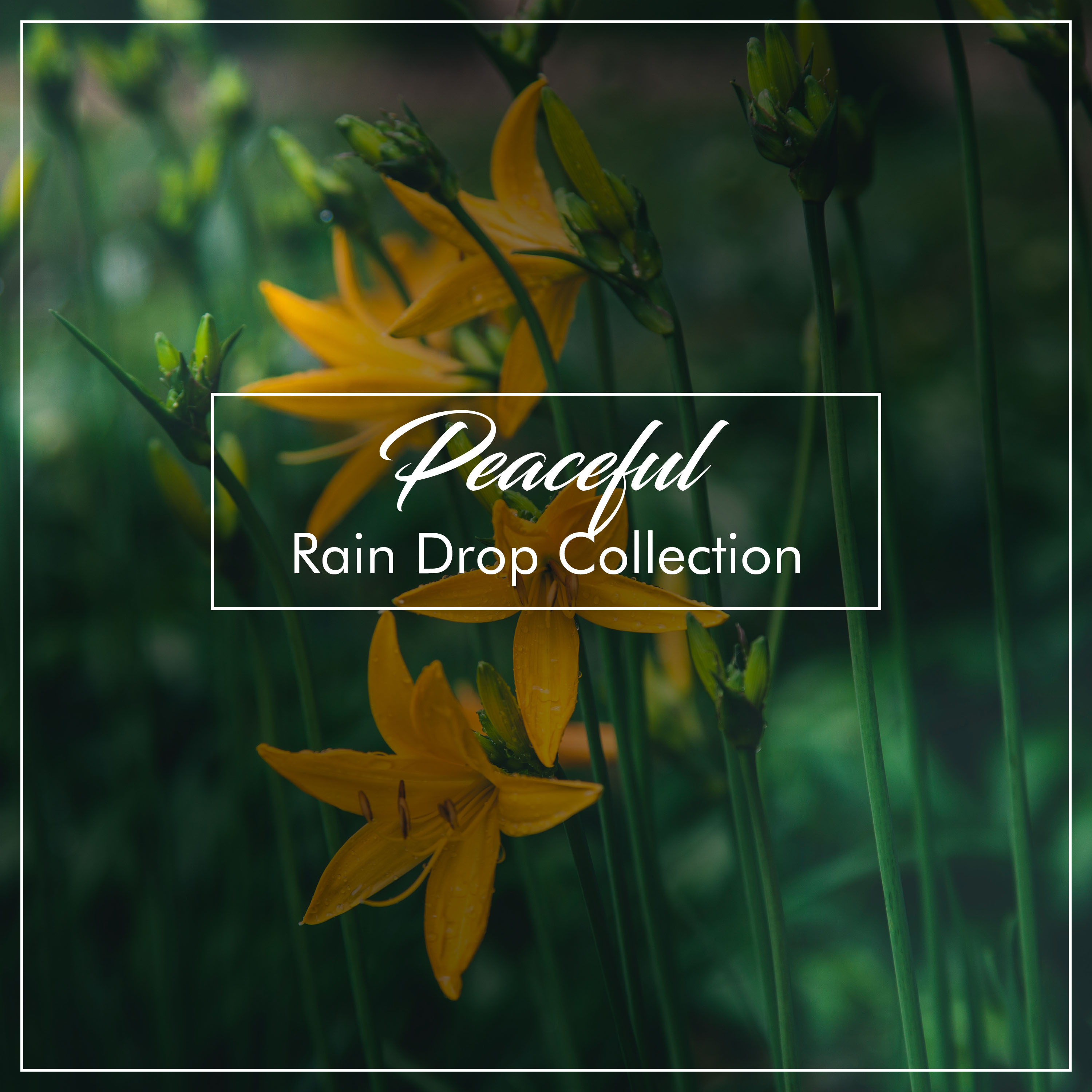 #2019 Peaceful Rain Drop Collection