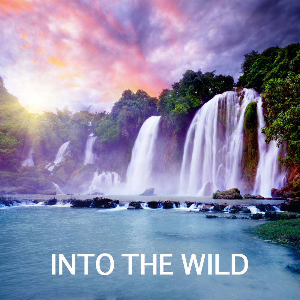 Into the Wild  Sounds of Nature and Nature Music for Relaxation Meditation and Yoga. Natural White Noise and nature Sound Effects for Music Thearpy, Massage, Healing Me ditation, Tai Chi and Reiki