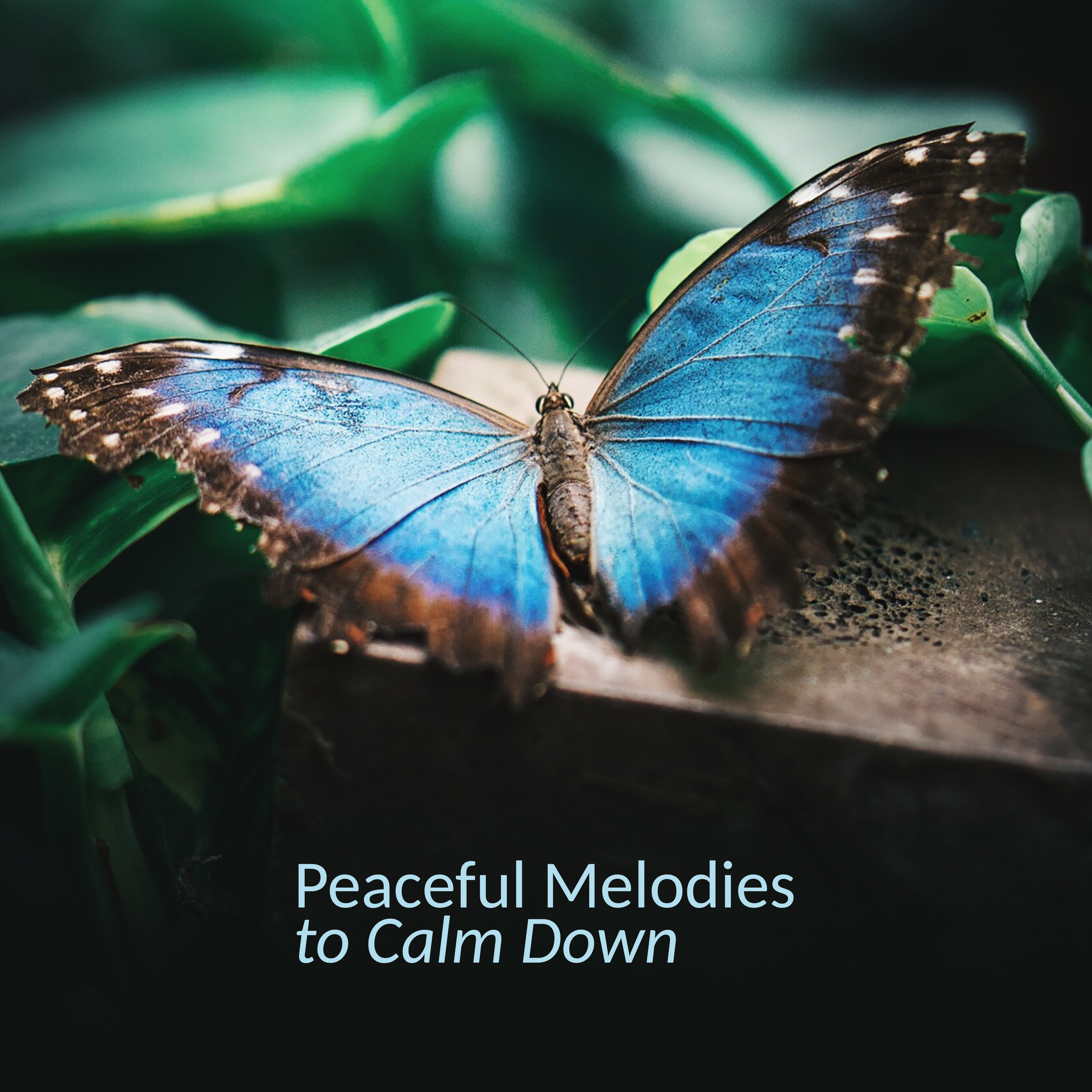 Peaceful Melodies to Calm Down