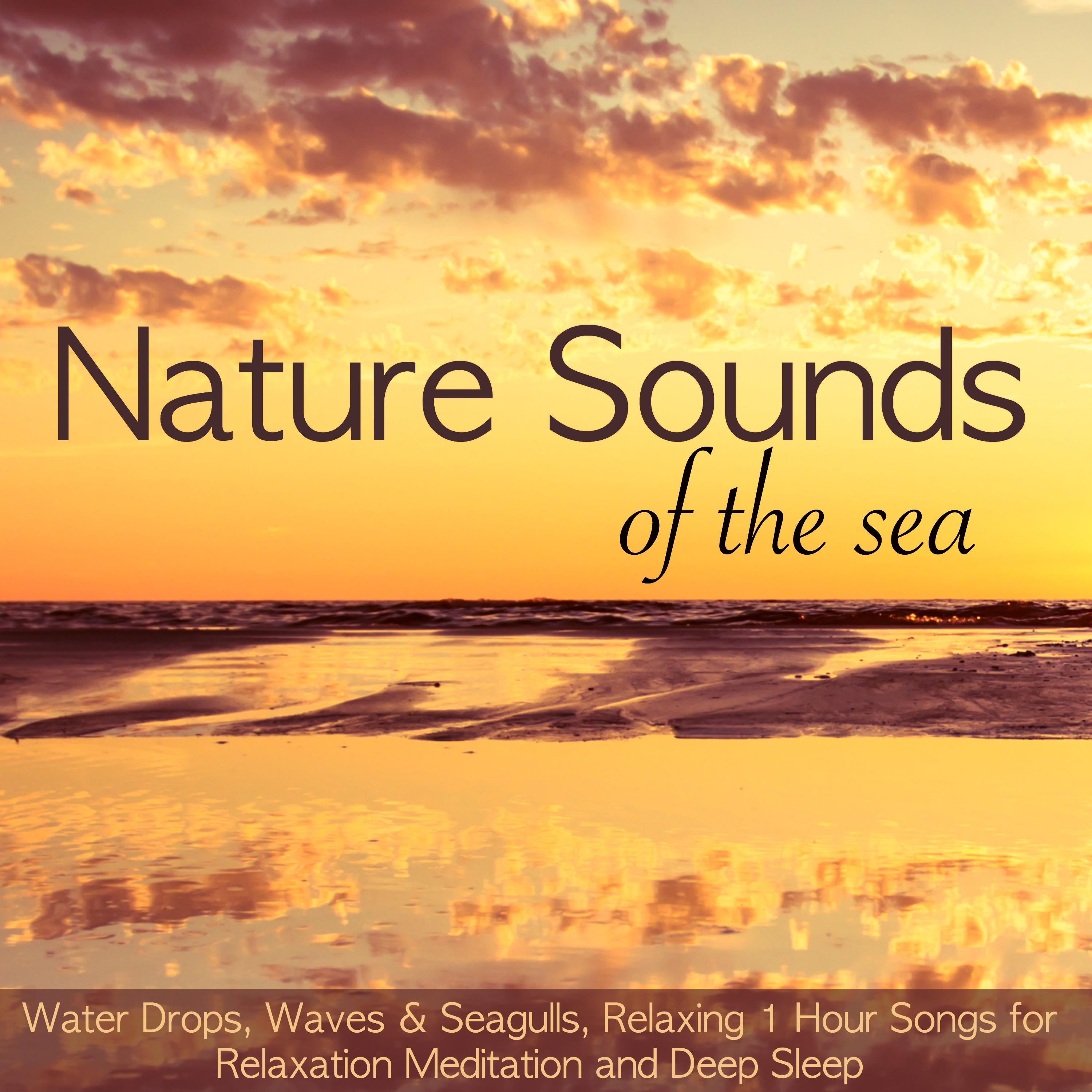 Nature Sounds of the Sea  Water Drops, Waves  Seagulls, Relaxing 1 Hour Songs for Relaxation Meditation and Deep Sleep