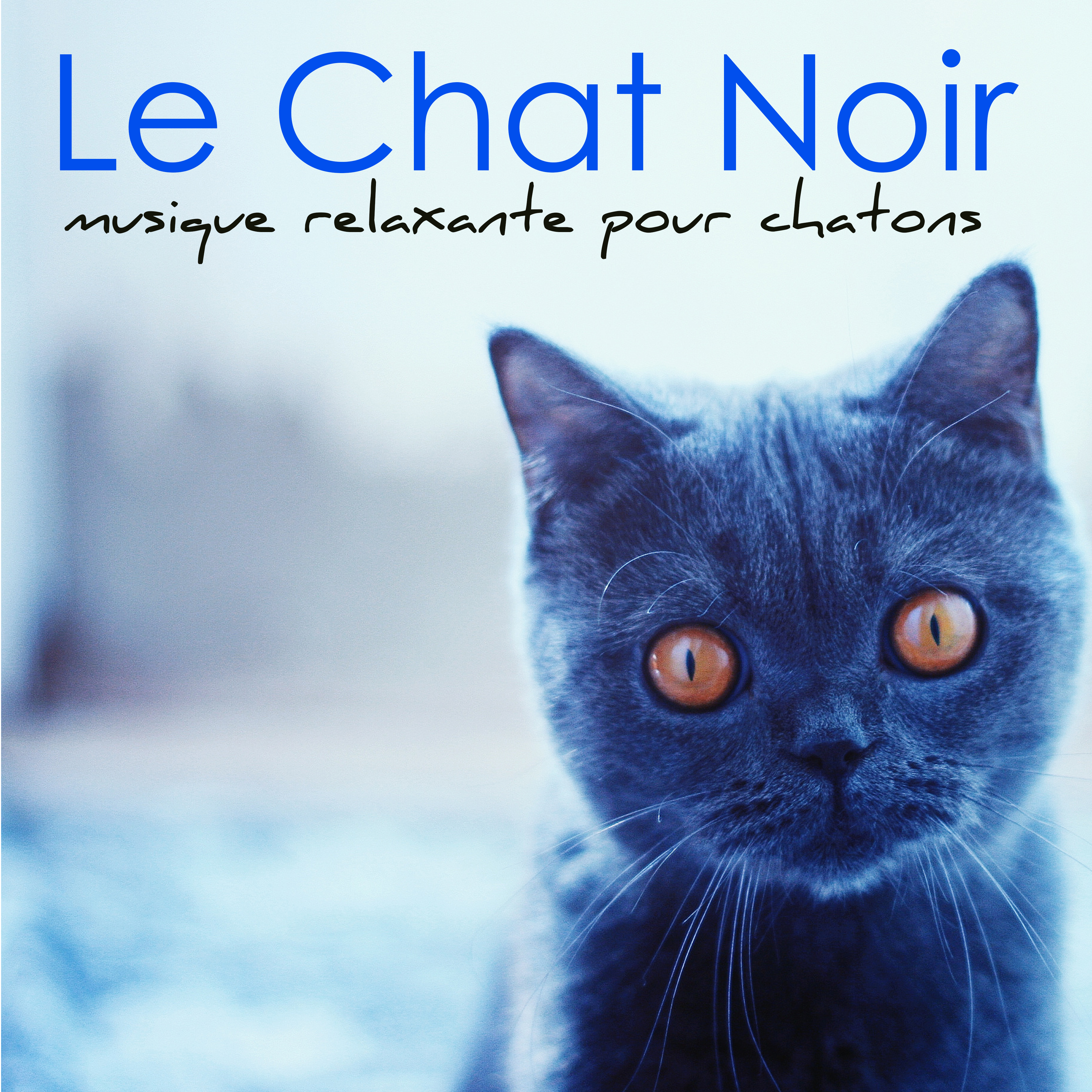 Le Chat Noir  Musique relaxante pour chatons et tous les animaux qu' on adore