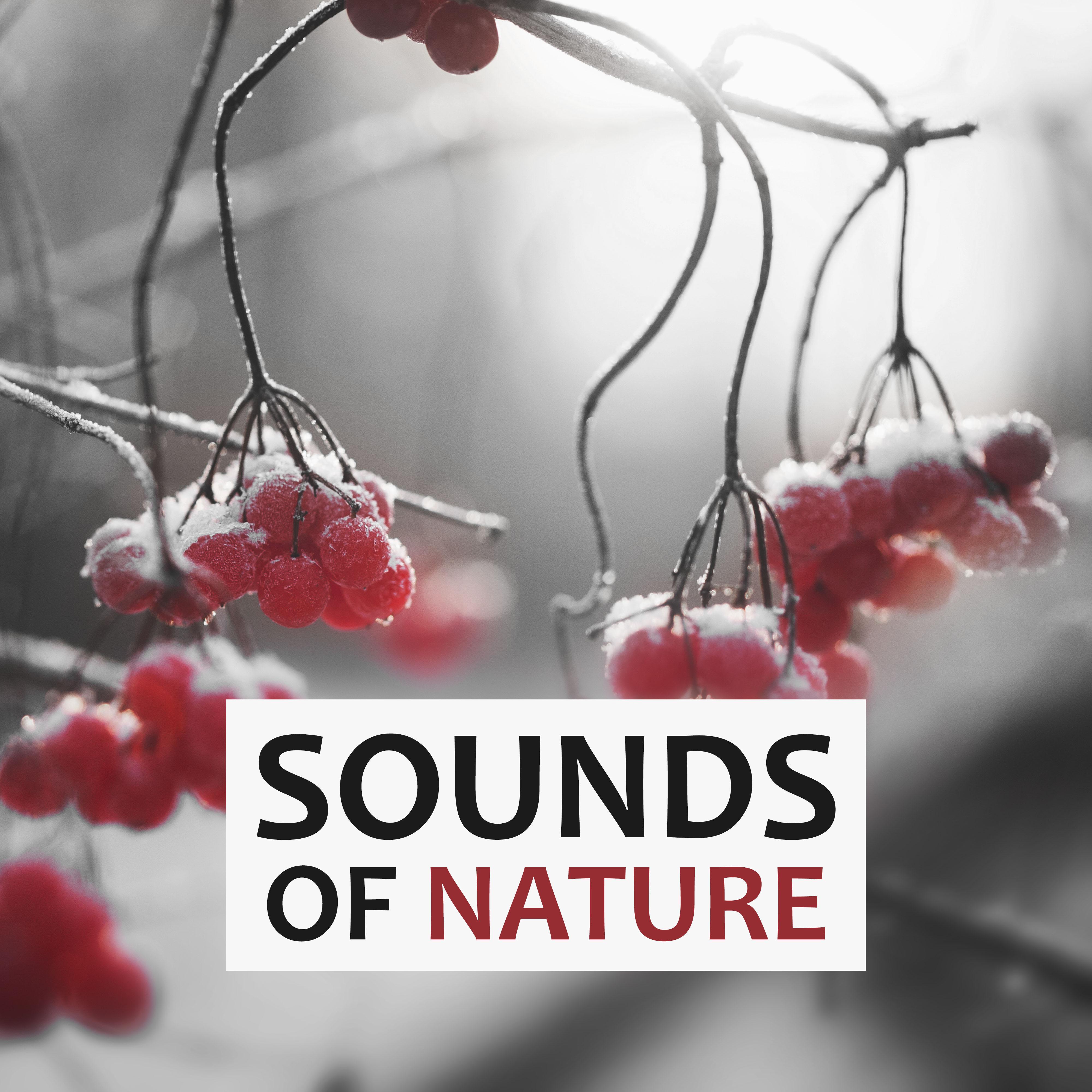 Sounds of Nature  Nature Sounds to Relax, Soothing Music, Yoga  Meditation, Natural Sleep Aids, Rain Sounds, White Noise for Deep Sleep