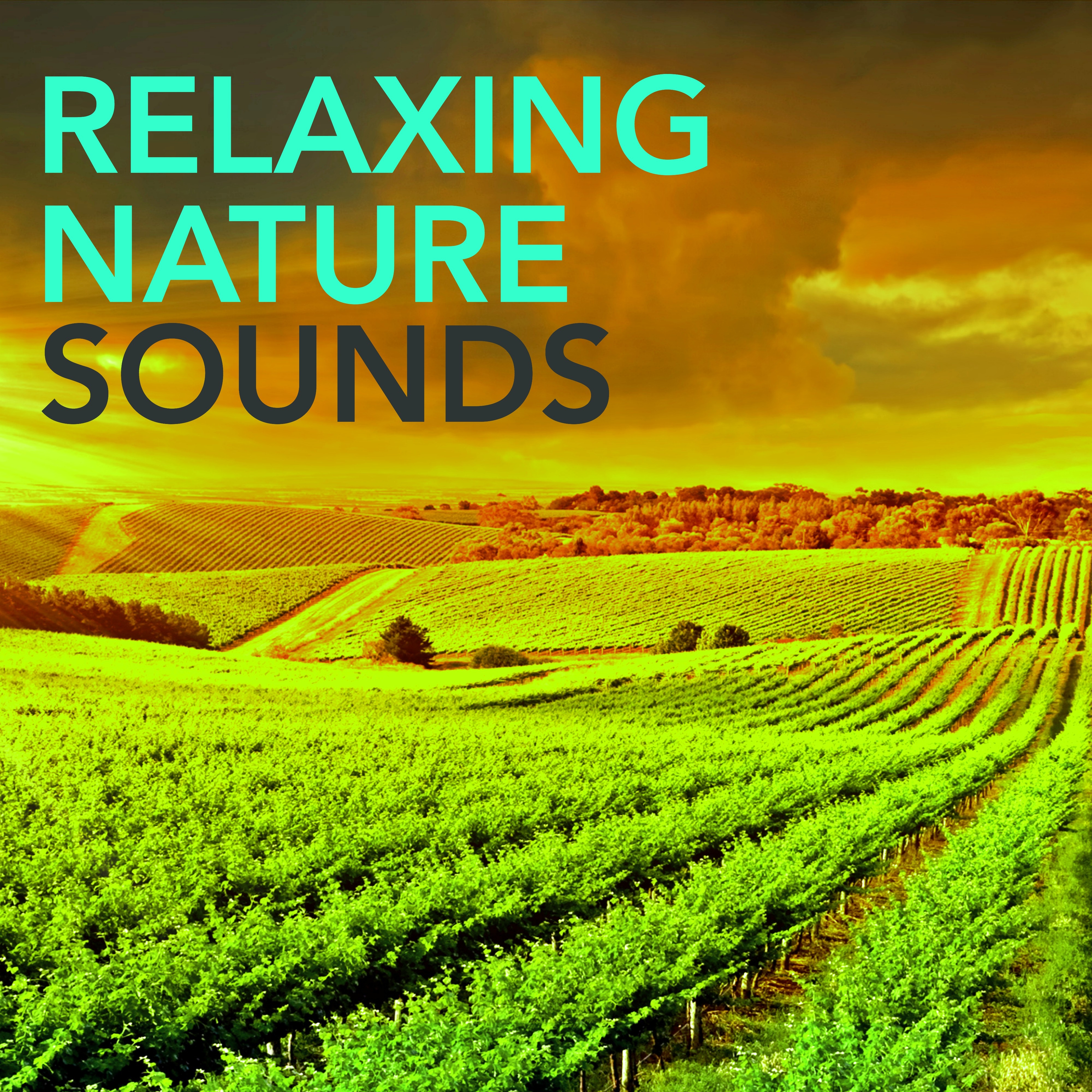 Relaxing Nature Sounds -  Waterfall Constant Roar of a Mountain Waterfall to Reduce Stress & Rest, Nature Sounds Relaxing Minds for Relaxation Time