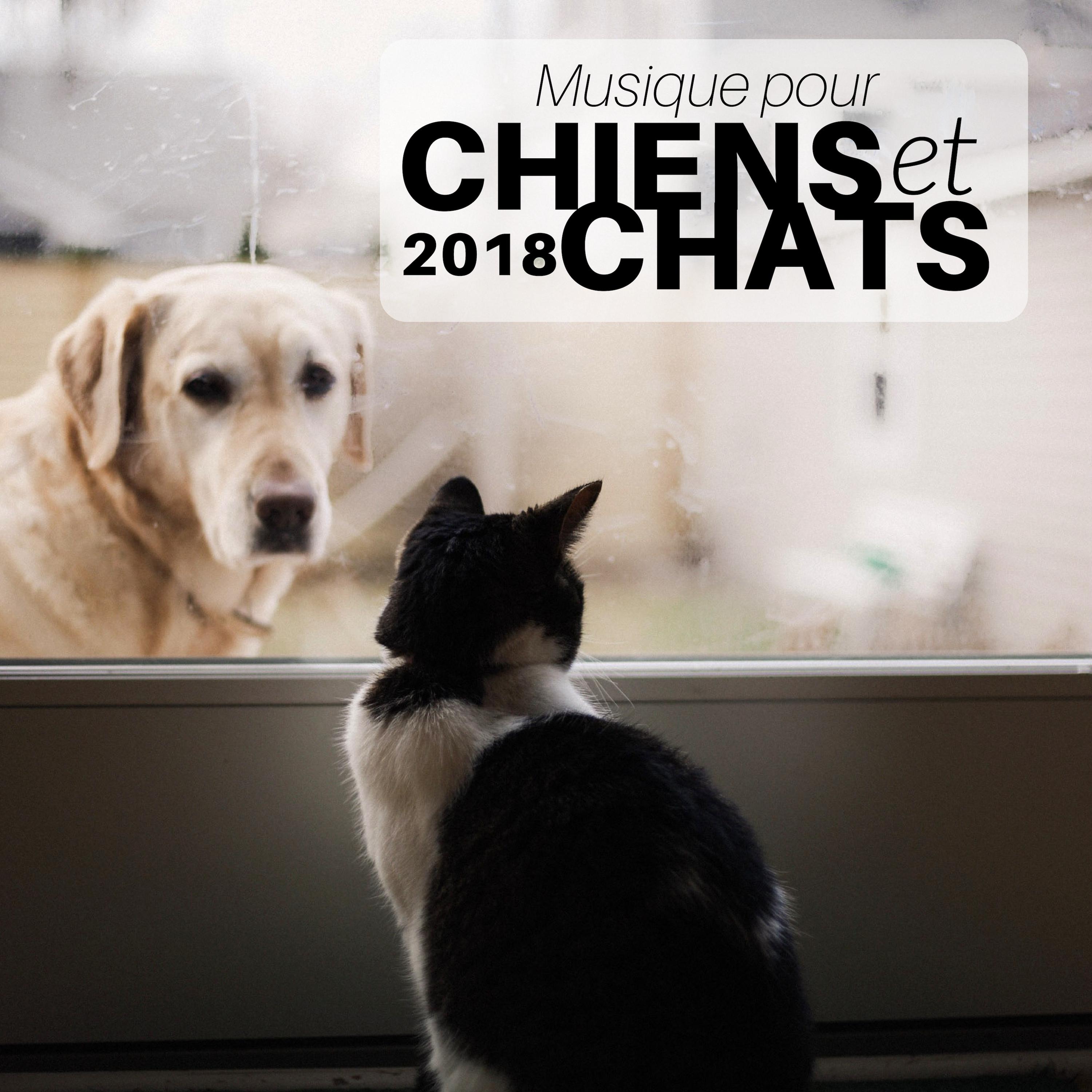 Musique pour Chiens et Chats 2018 - Berceuses pour Calmer vos Petits Amis