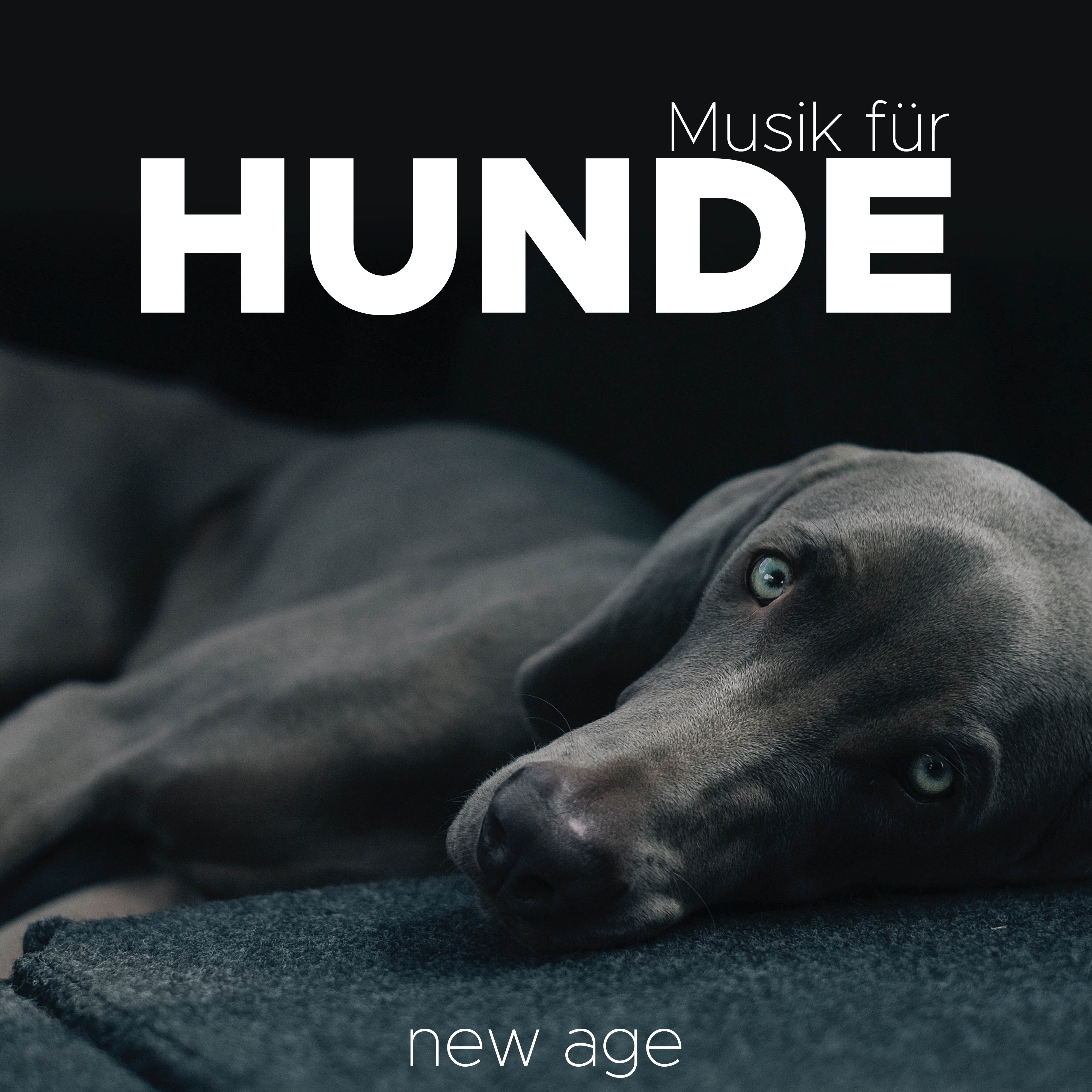 Musik fü r Hunde: Beruhigungsmusik. Die Beste Entspannende Musik