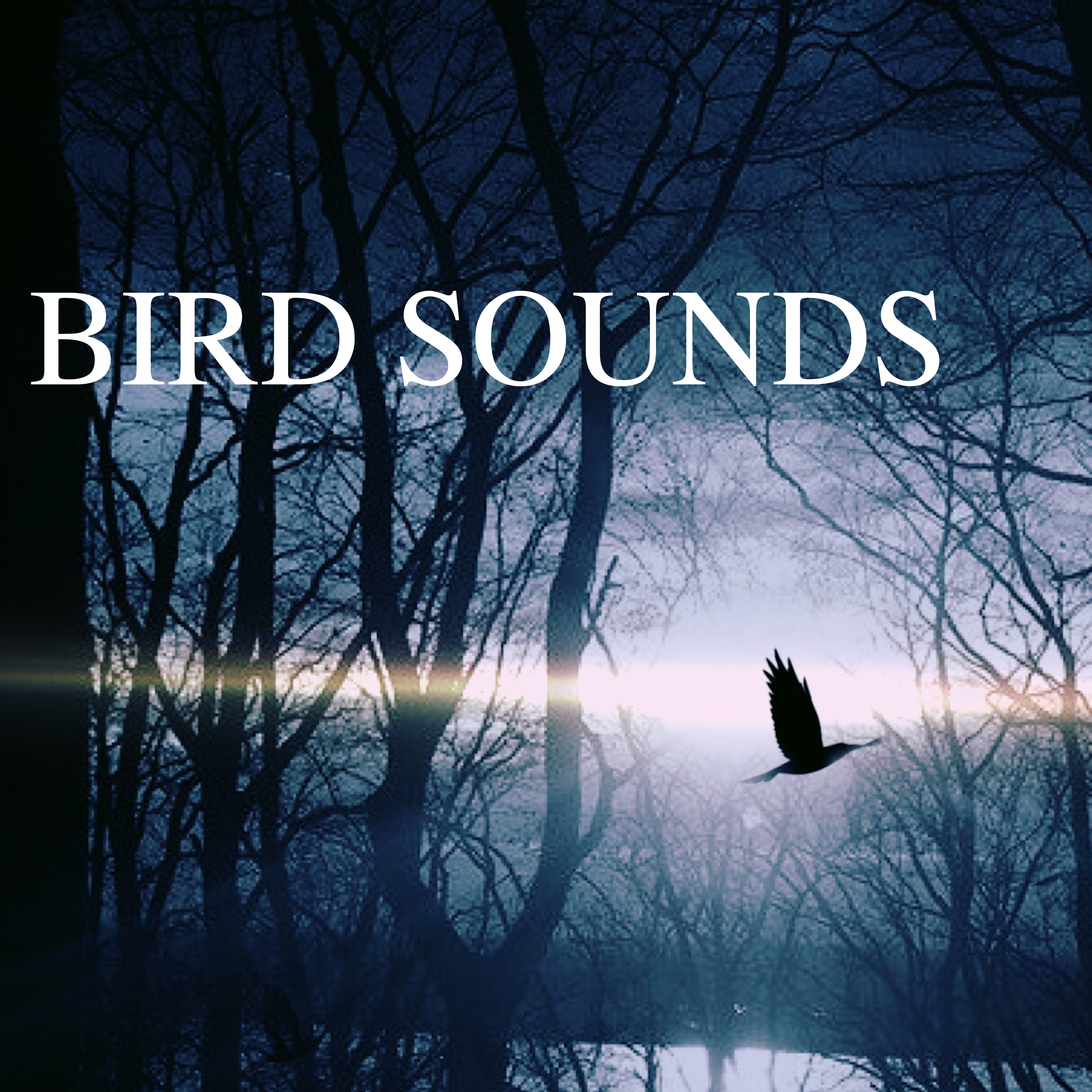 Bird Sounds  Soothing Natural Music for Deep Relaxation  Sleep, Nature Sounds with Piano and Flute