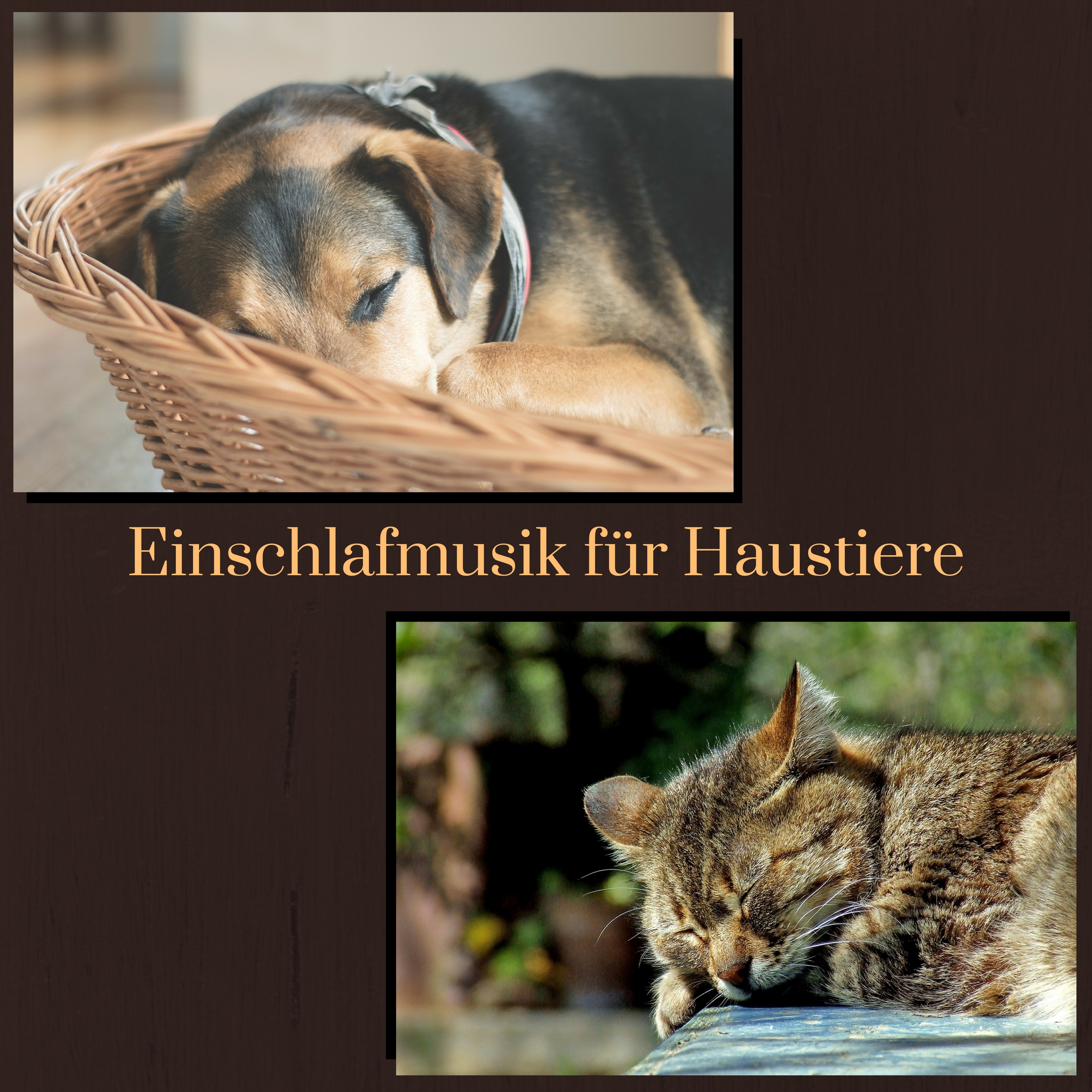 Einschlafmusik fü r Haustiere  50 Entspannende Musiktherapie fü r Hunde und Katzen zum Schlafen