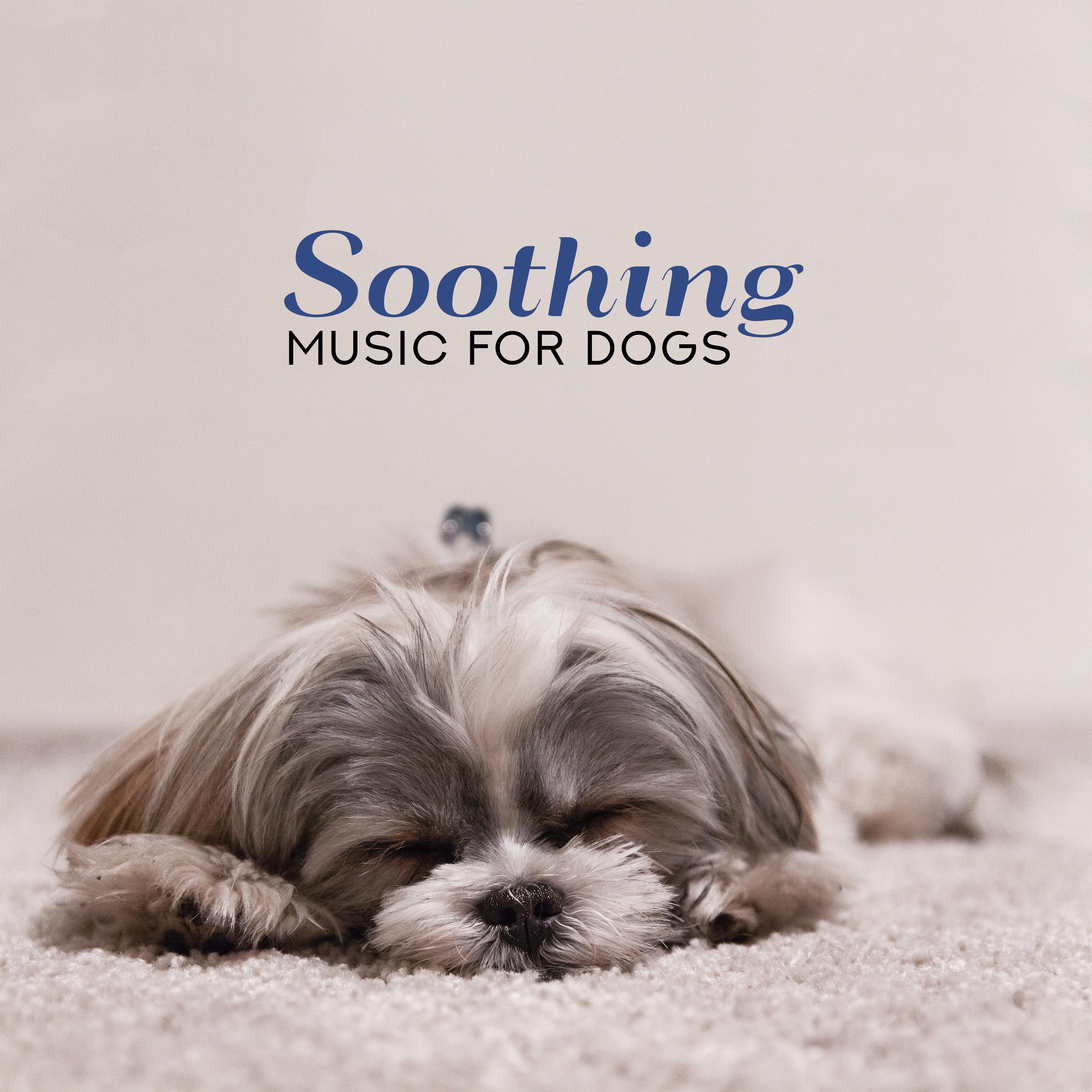 Soothing Music for Dogs  Relaxing Songs for Pets, Stress Relief, Calm Down, Pure Relaxation, Deeper Sleep