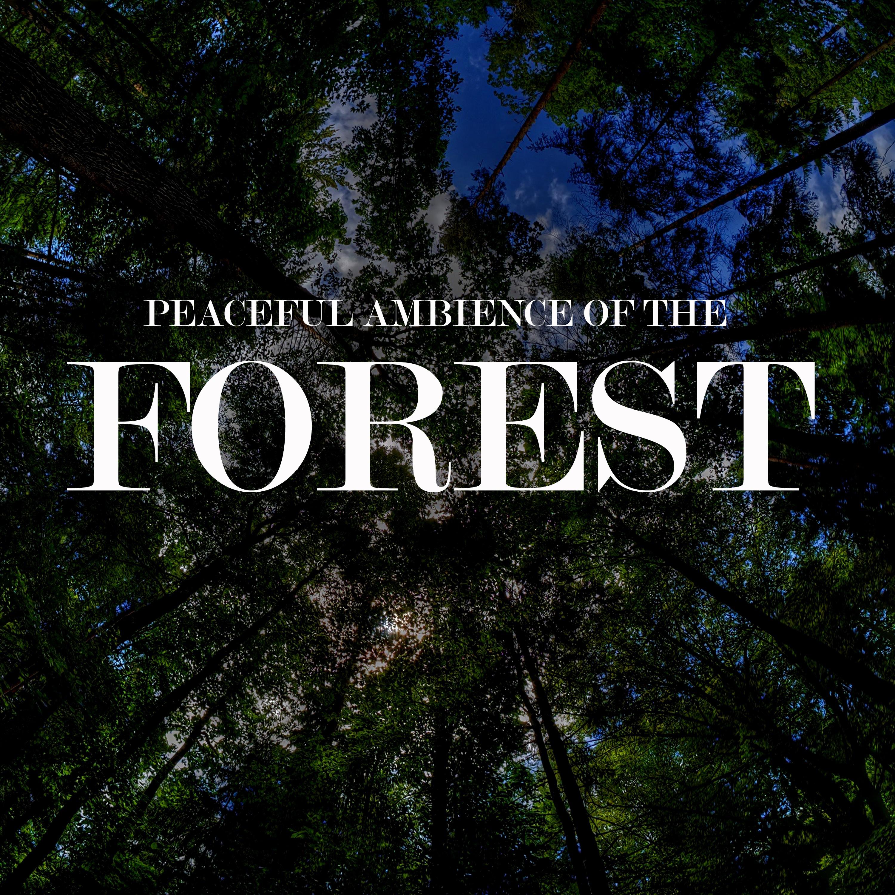 Peaceful Ambience of the Forest, Pt. 06