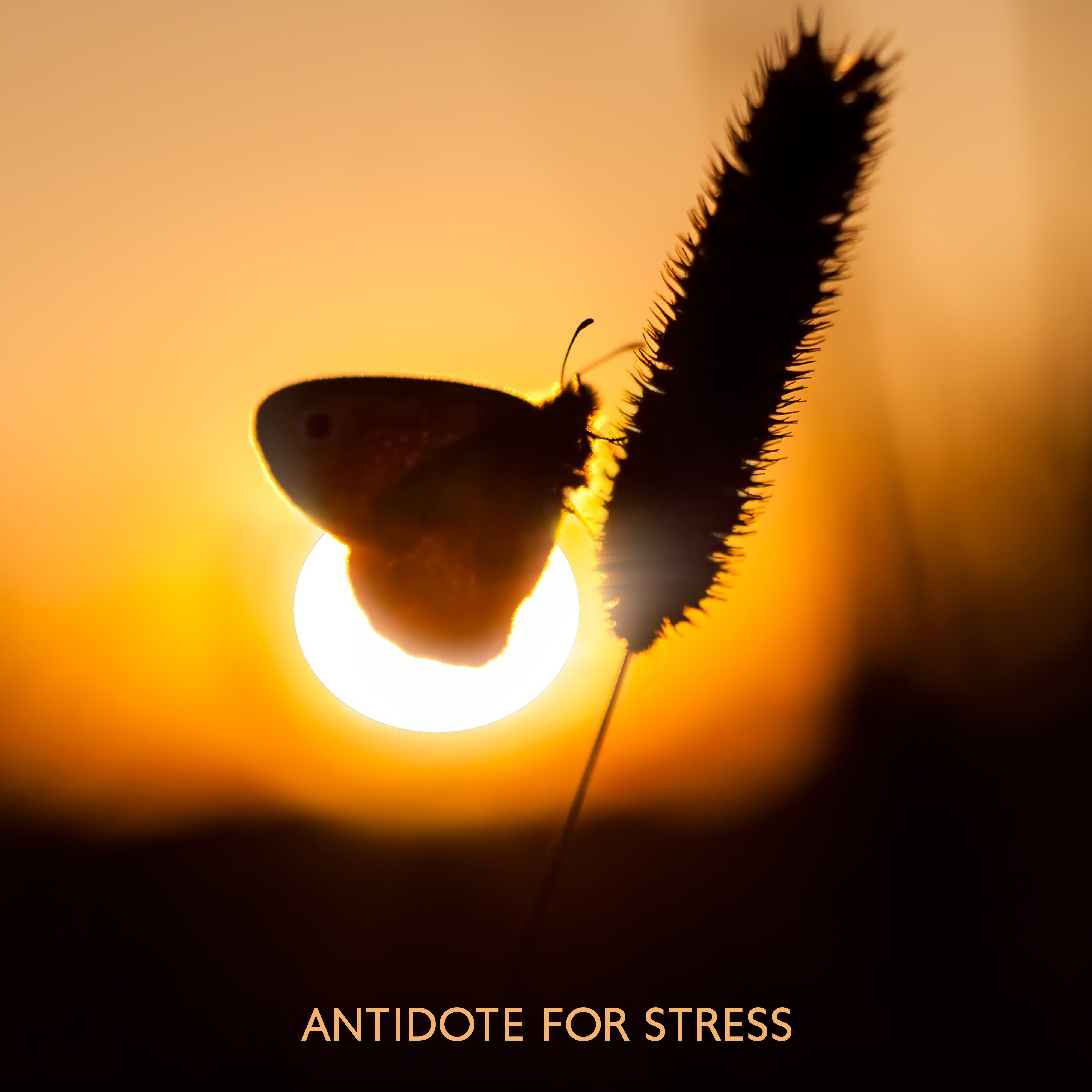 Antidote for Stress: Music and Nature in the Fight against Stress, Tension and Nervousness (Soothing Melodies of Nature to Relax, Sleep, Rest, Nap, Relax and Calm Down)