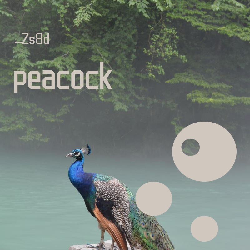 peacock