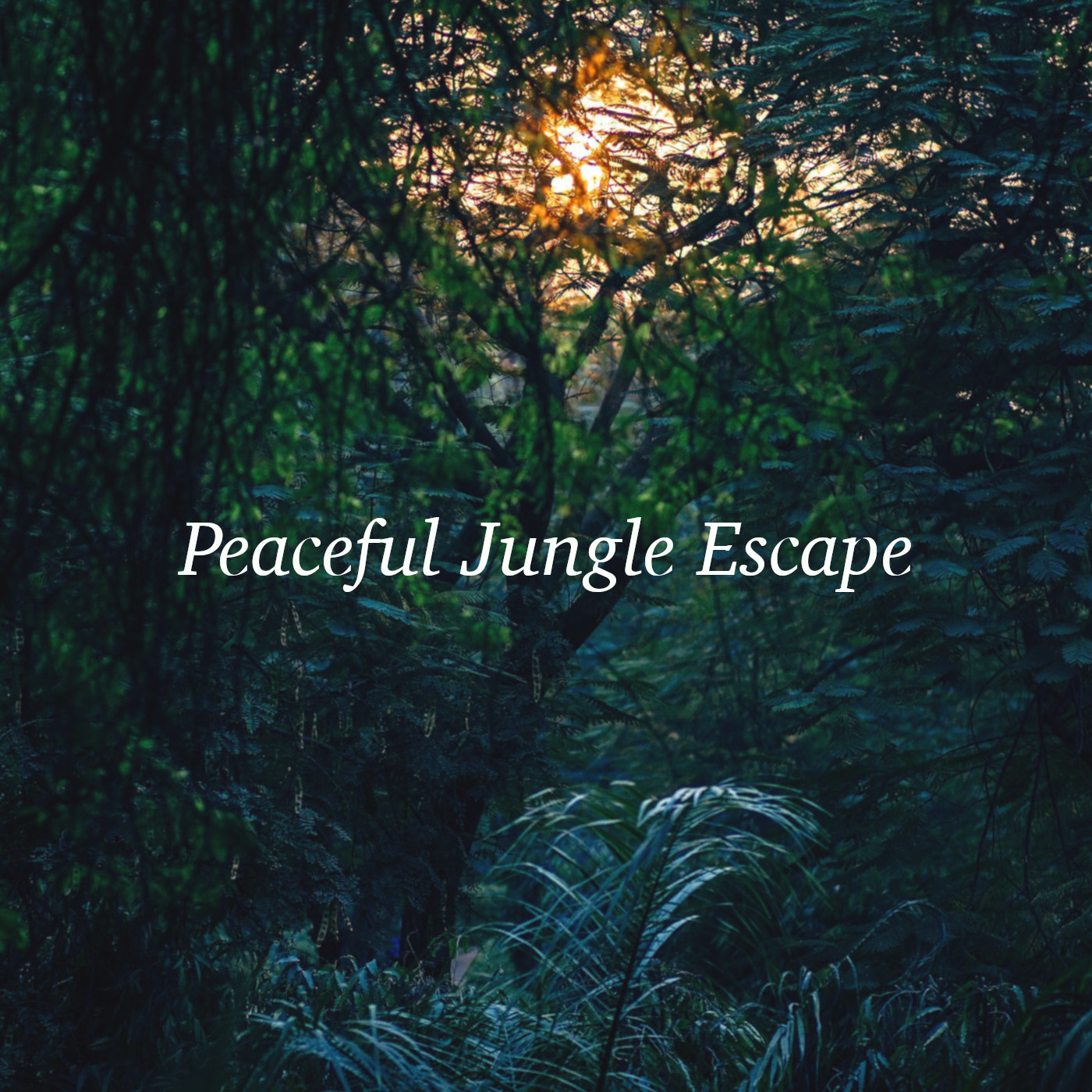 Relaxing Easy Jungle Sounds