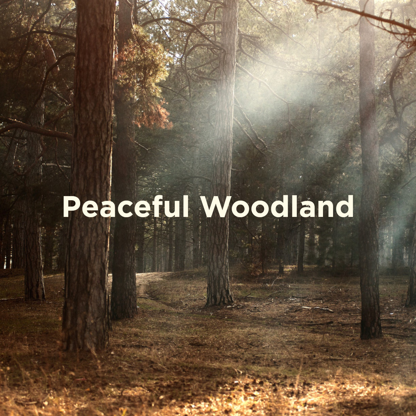 Peaceful Woodland Morning