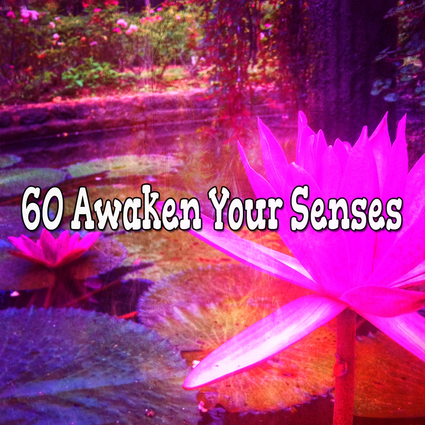 60 Awaken Your Senses