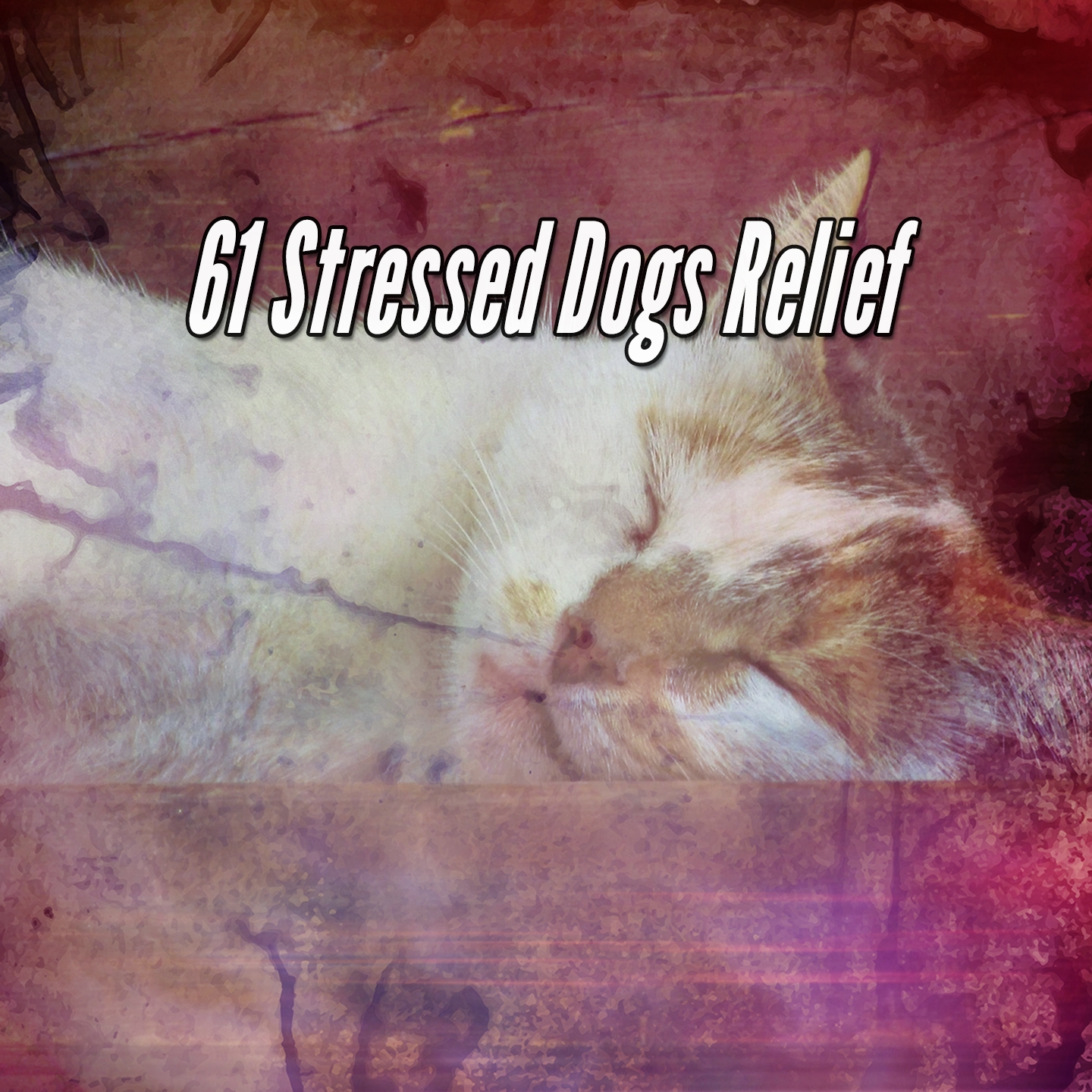 61 Stressed Dogs Relief