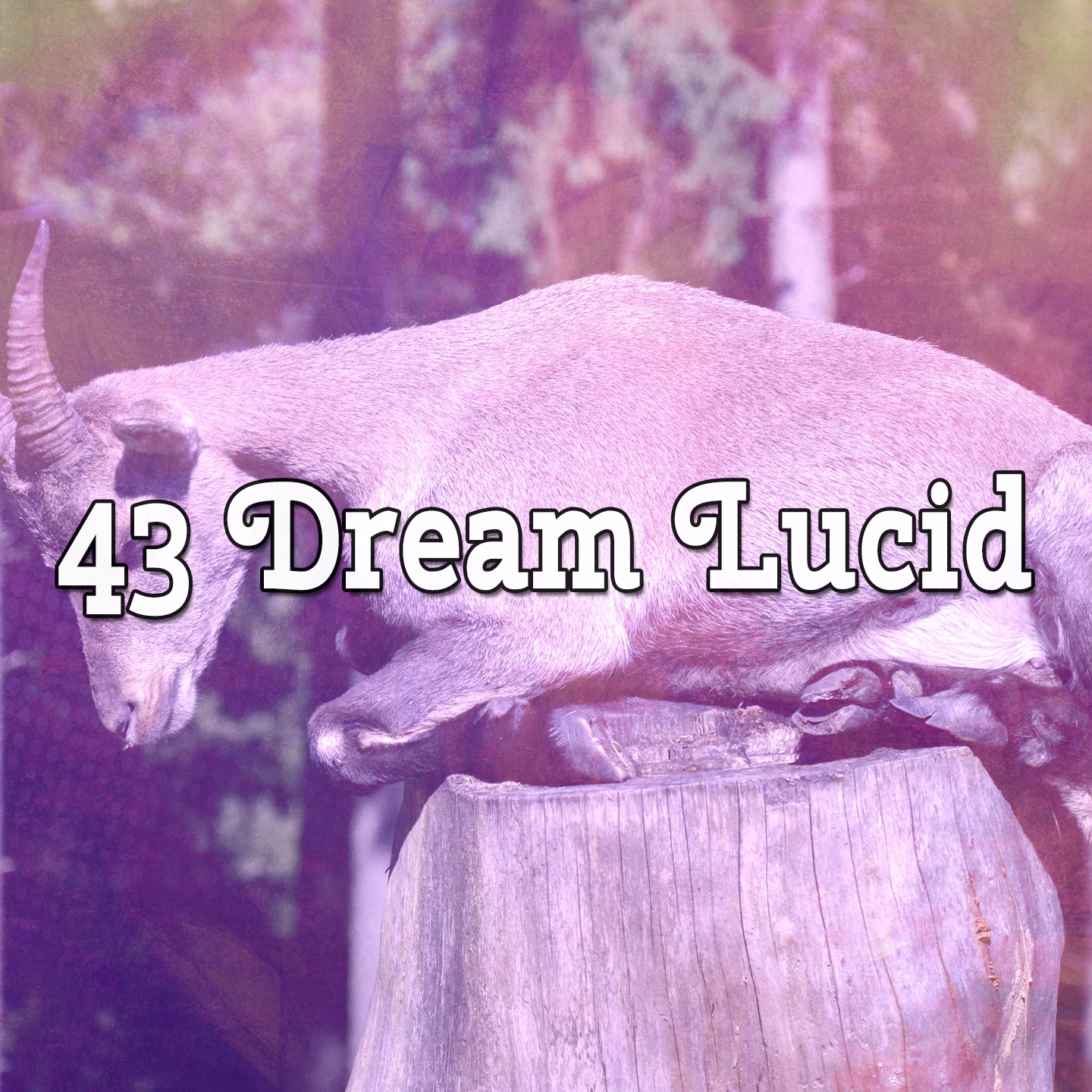 43 Dream Lucid