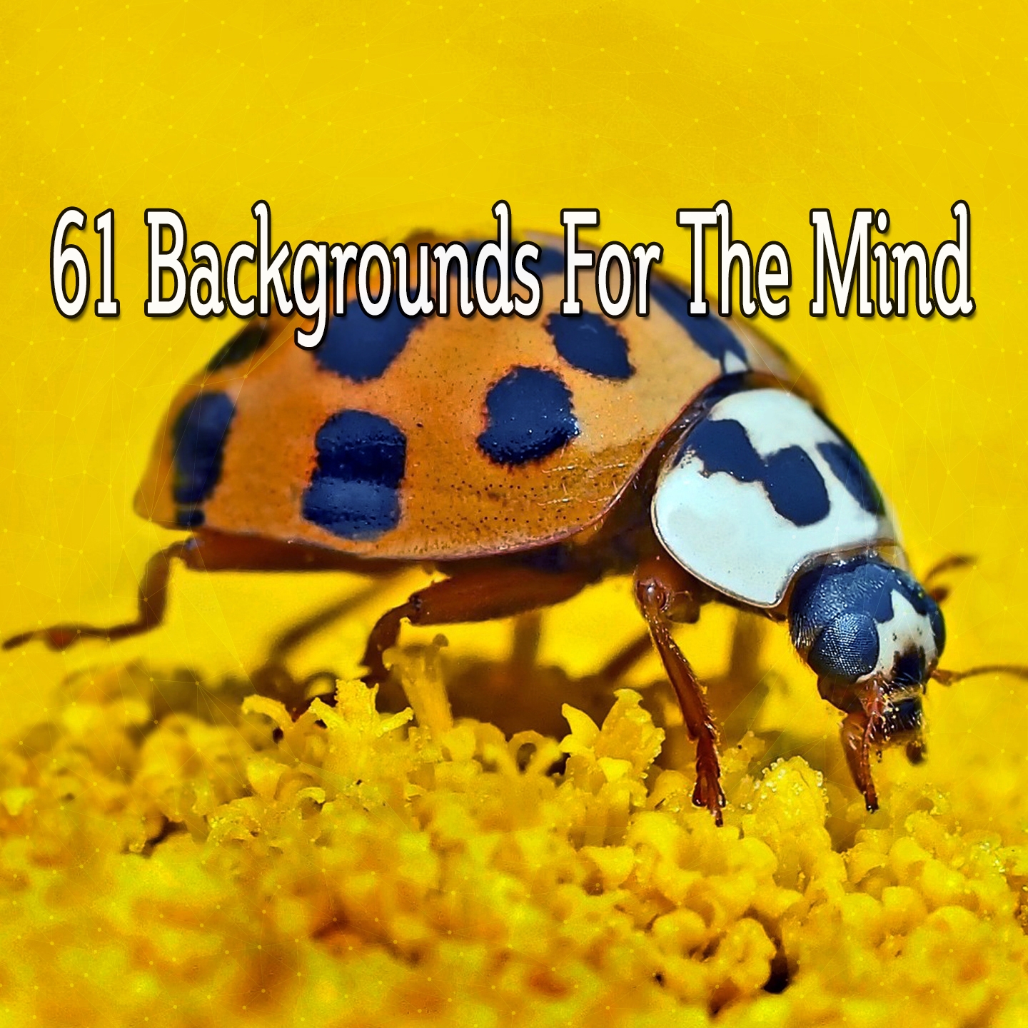 61 Backgrounds for the Mind