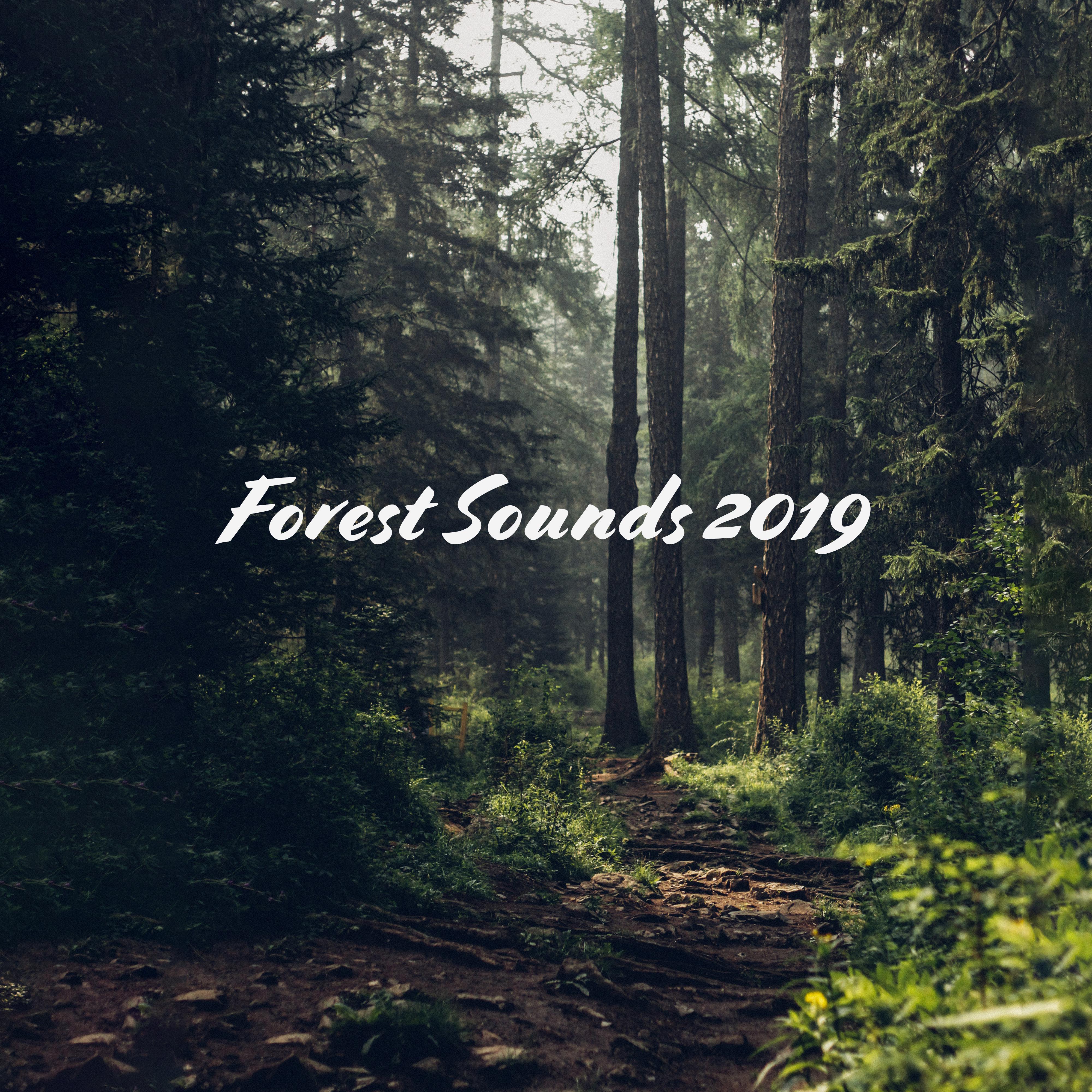 Forest Sounds 2019